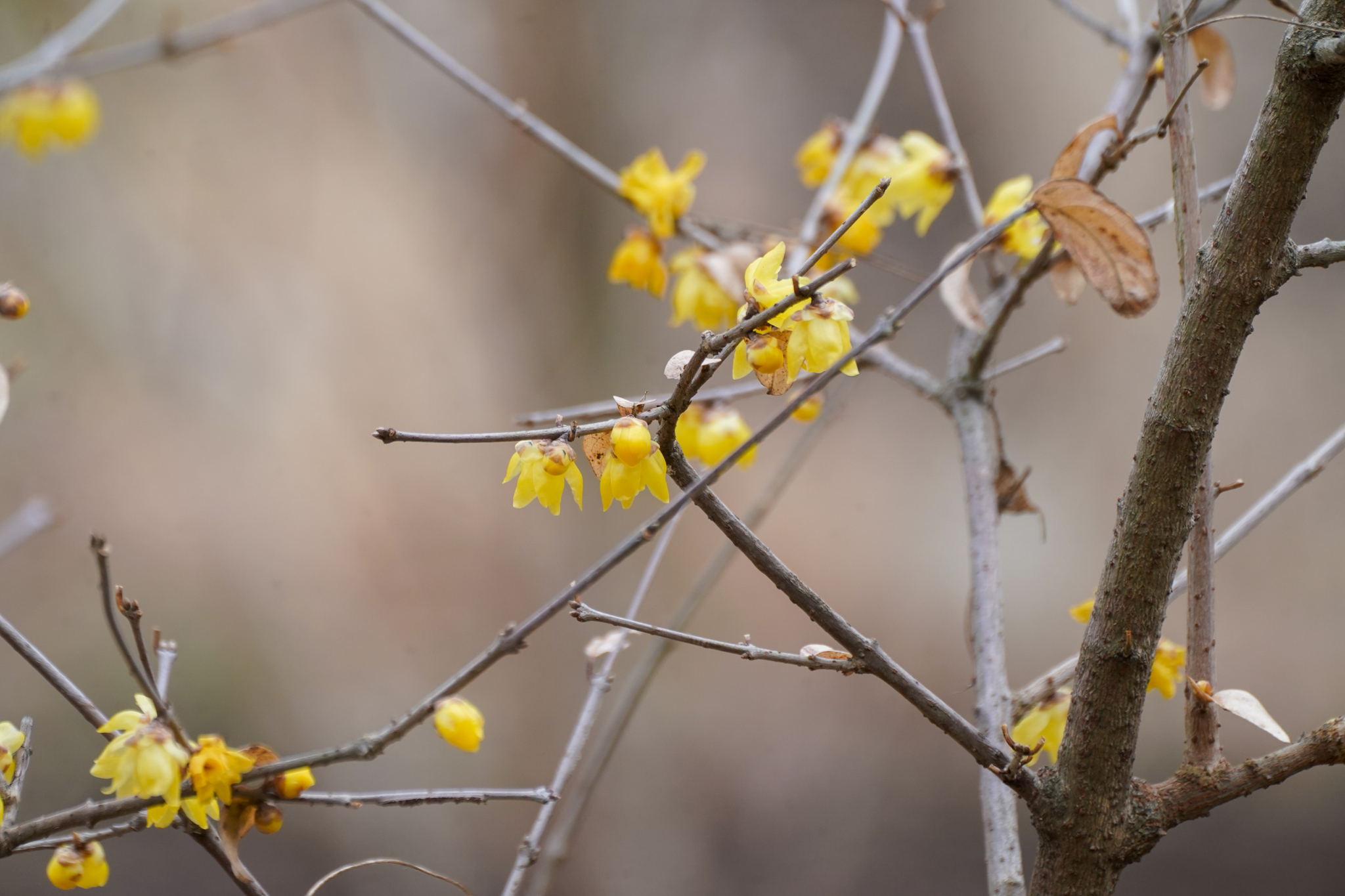 Photograph of Wintersweet