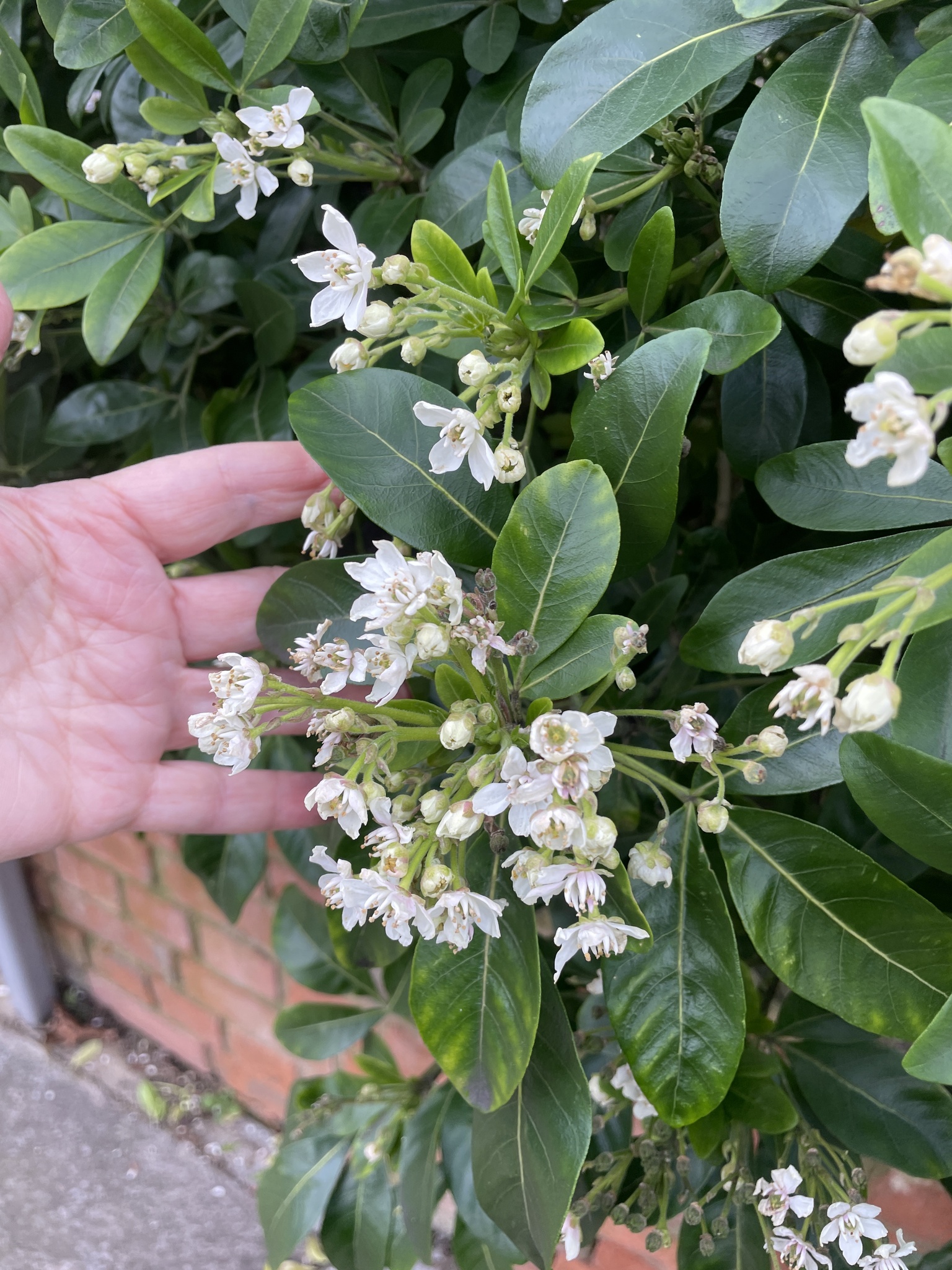 Photograph of Mexican Orange Blossom