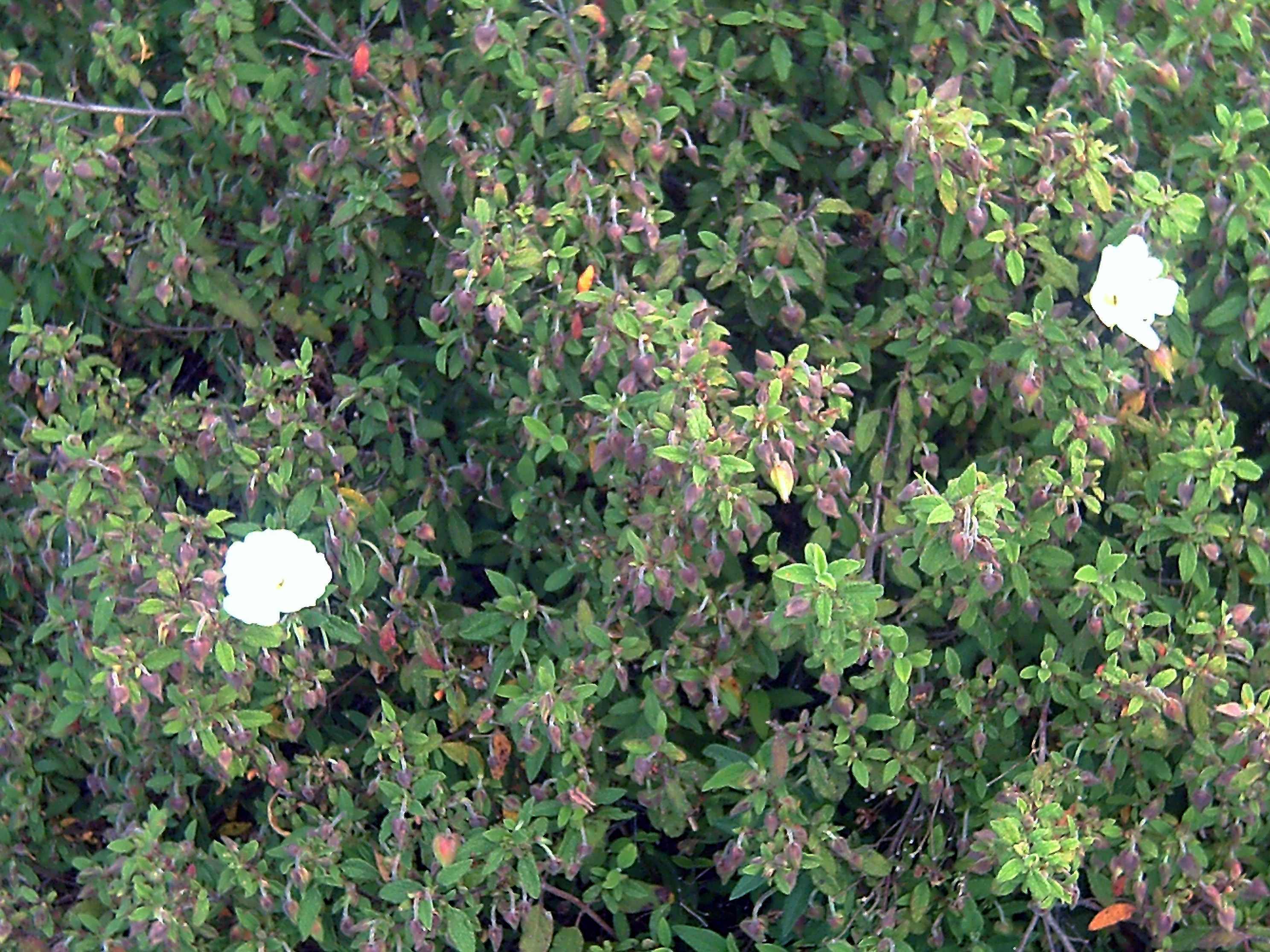 Photograph of Rock Rose (Cistus)