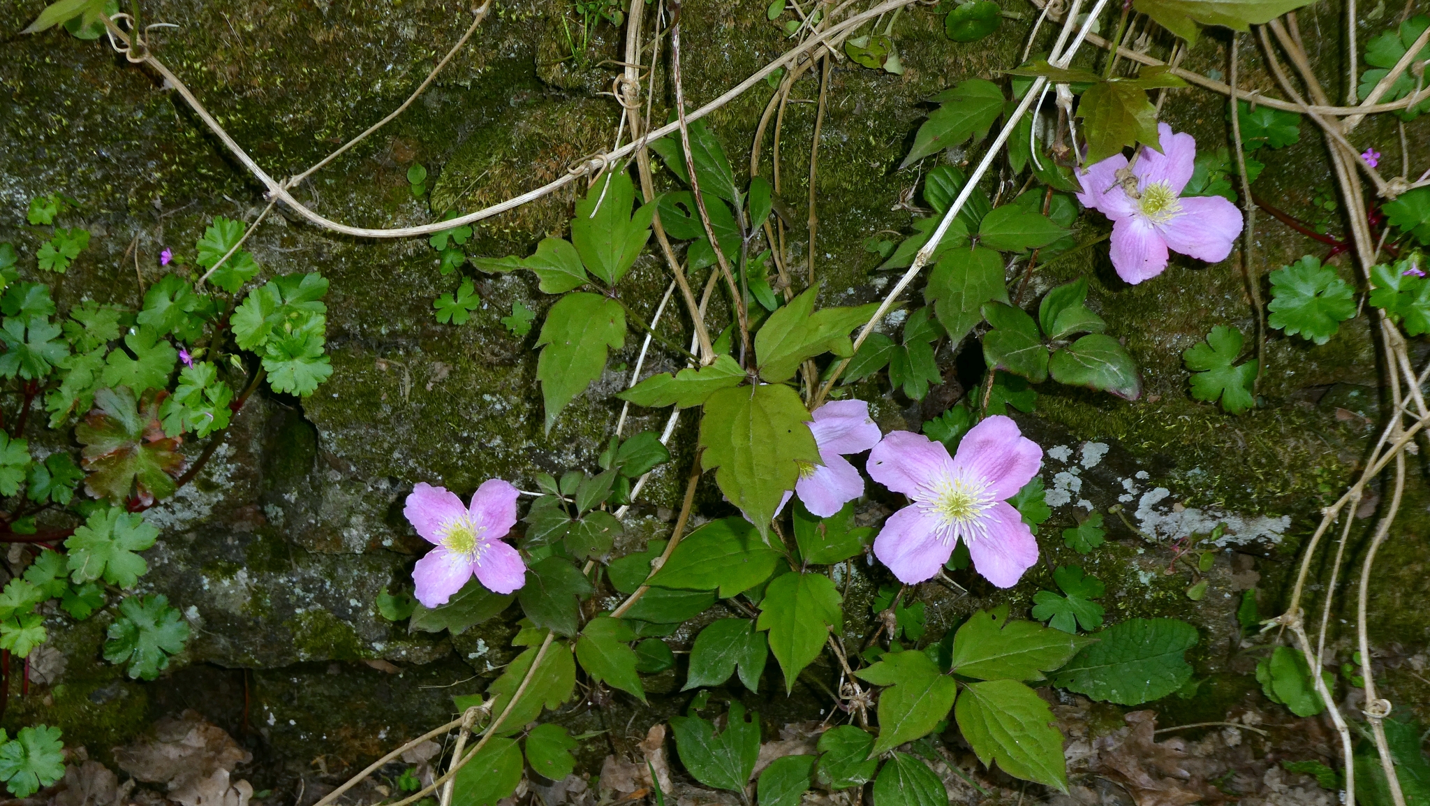 Photograph of Clematis montana