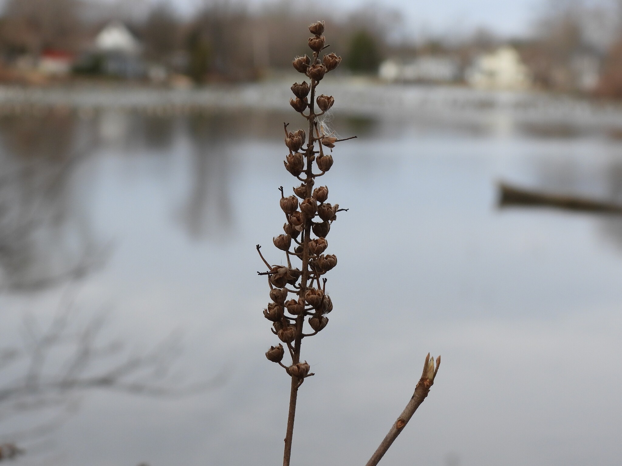 Photograph of Clethra