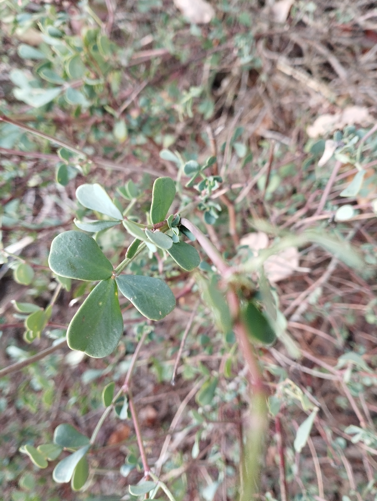 Photograph of Coronilla