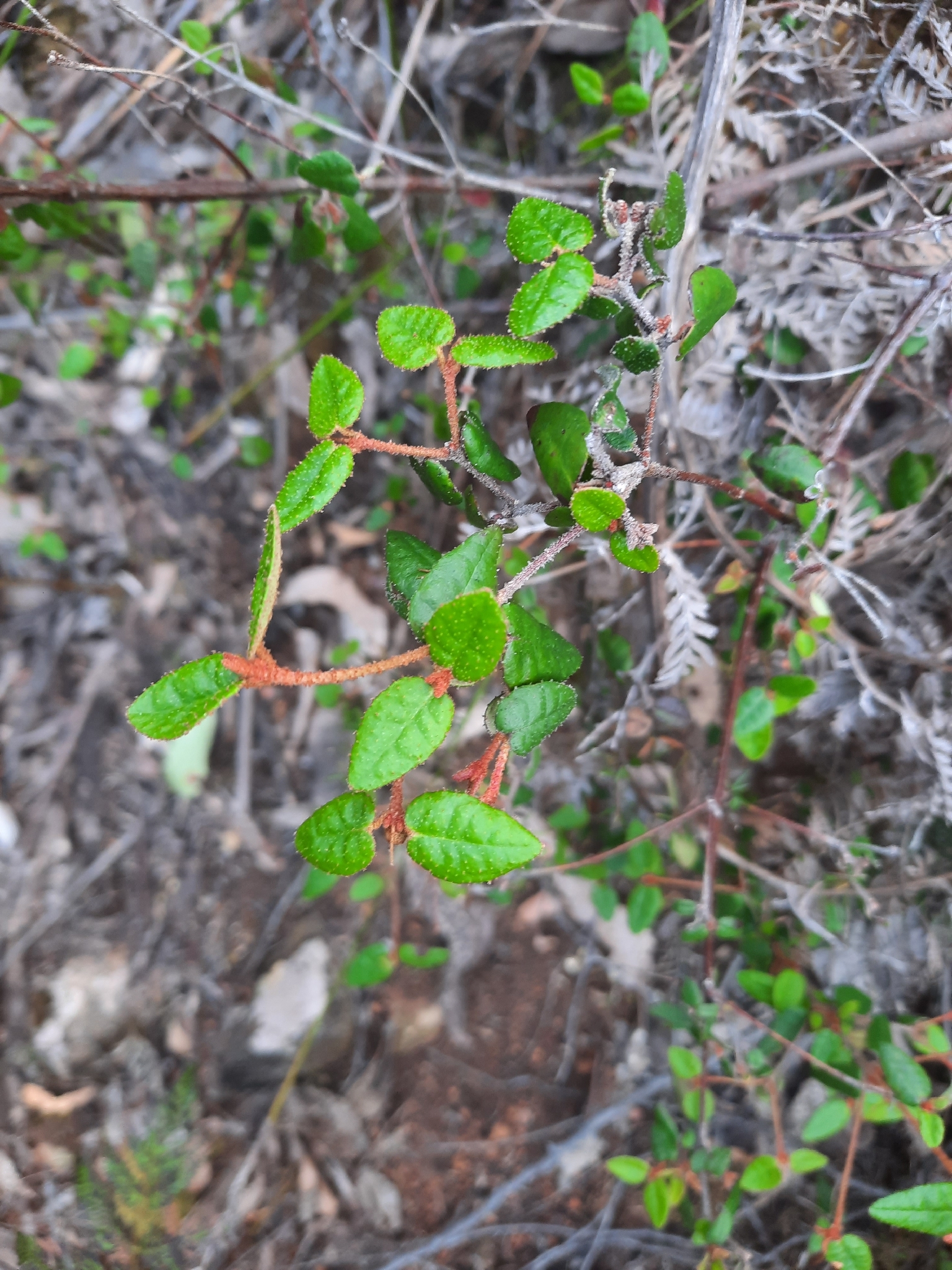 Photograph of Australian Fuchsia