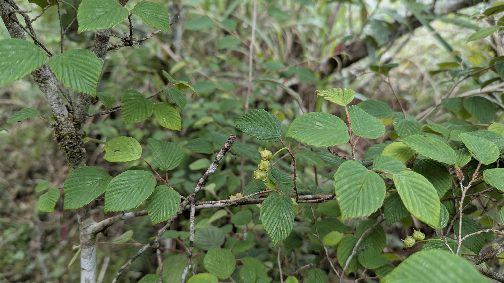 Photograph of Winter Hazel
