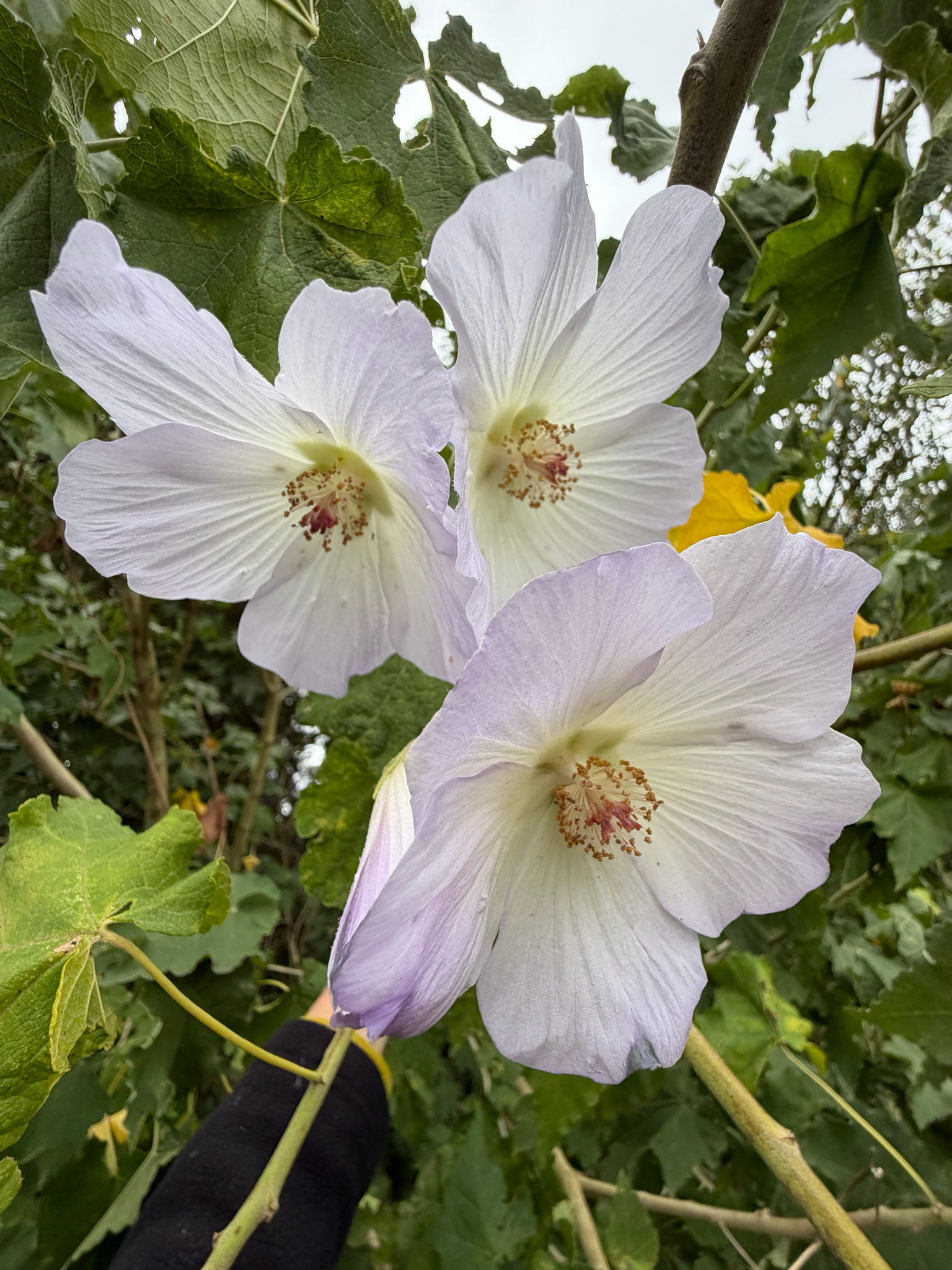 Photograph of Corynabutilon