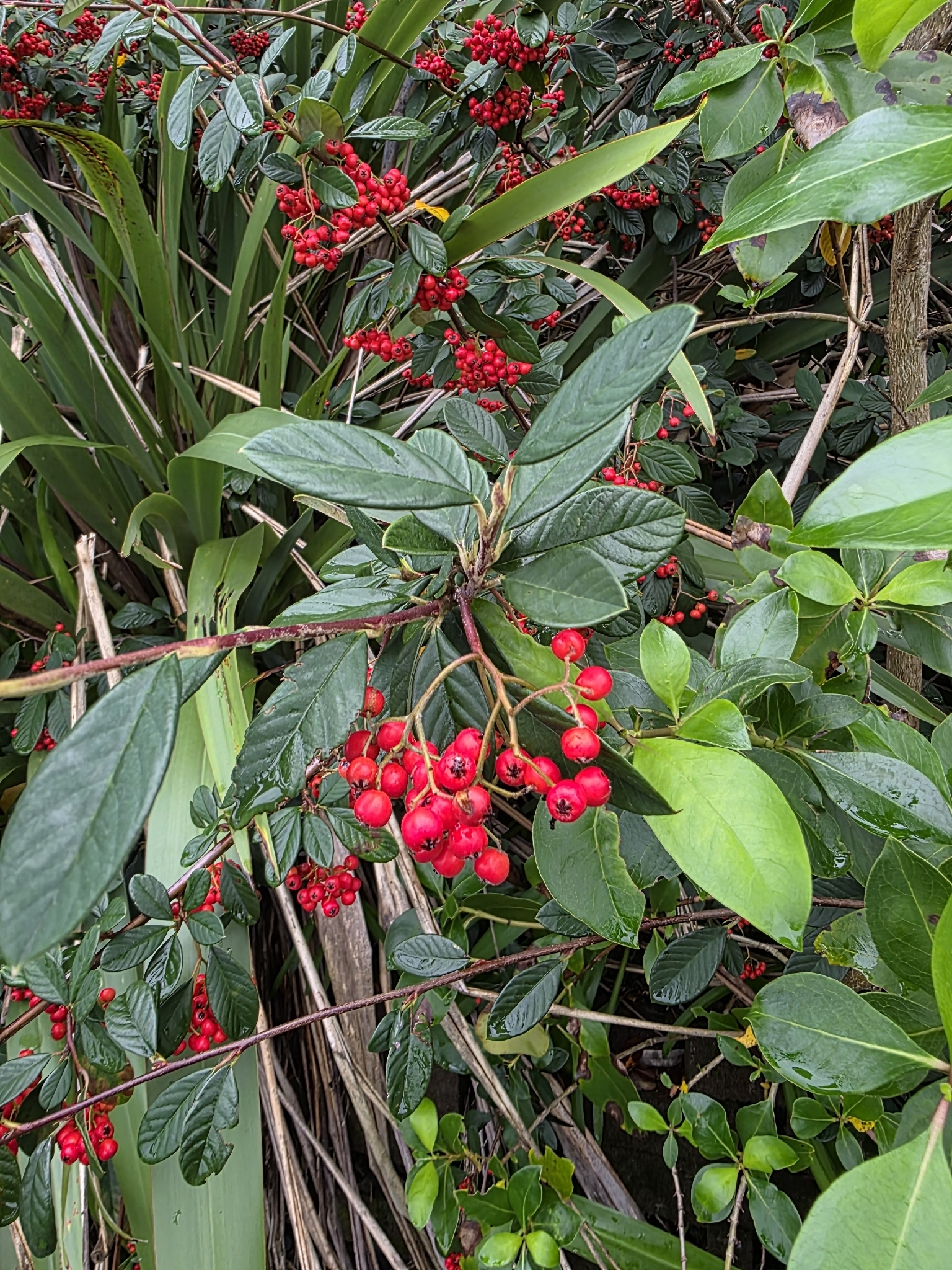 Photograph of Cotoneaster lacteus