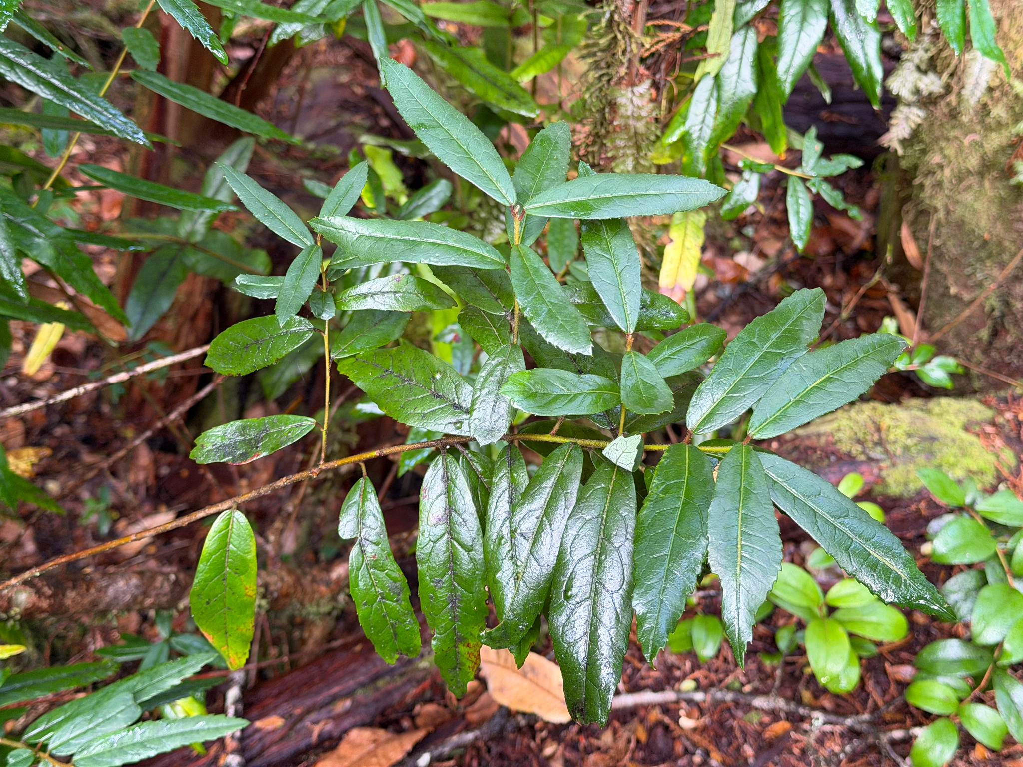 Photograph of Crinodendron