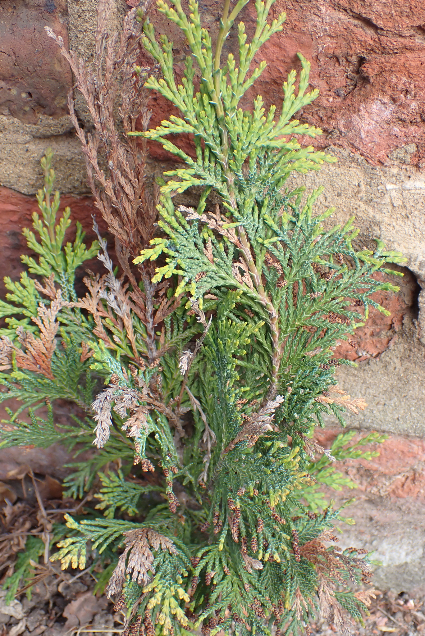 Photograph of Leyland Cypress