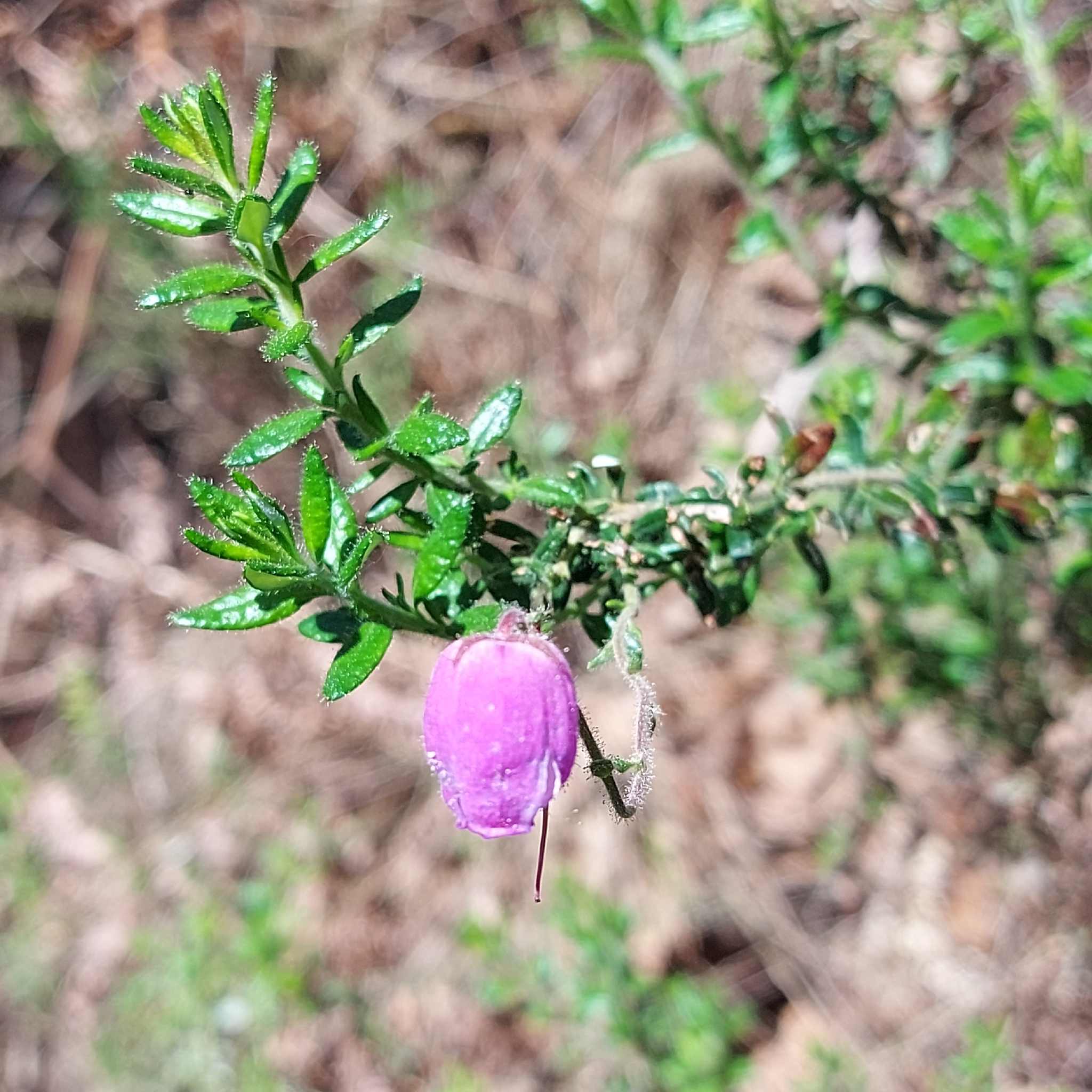 Photograph of Daboecia