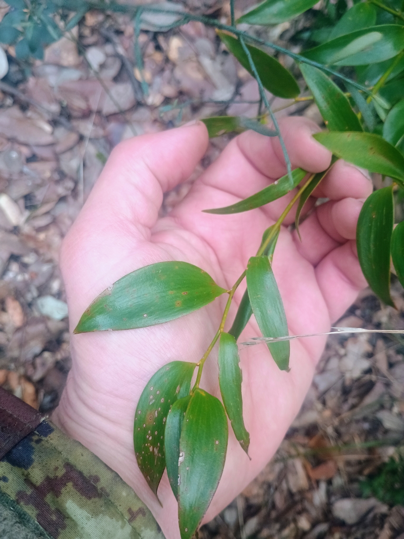Photograph of Alexandrian Laurel