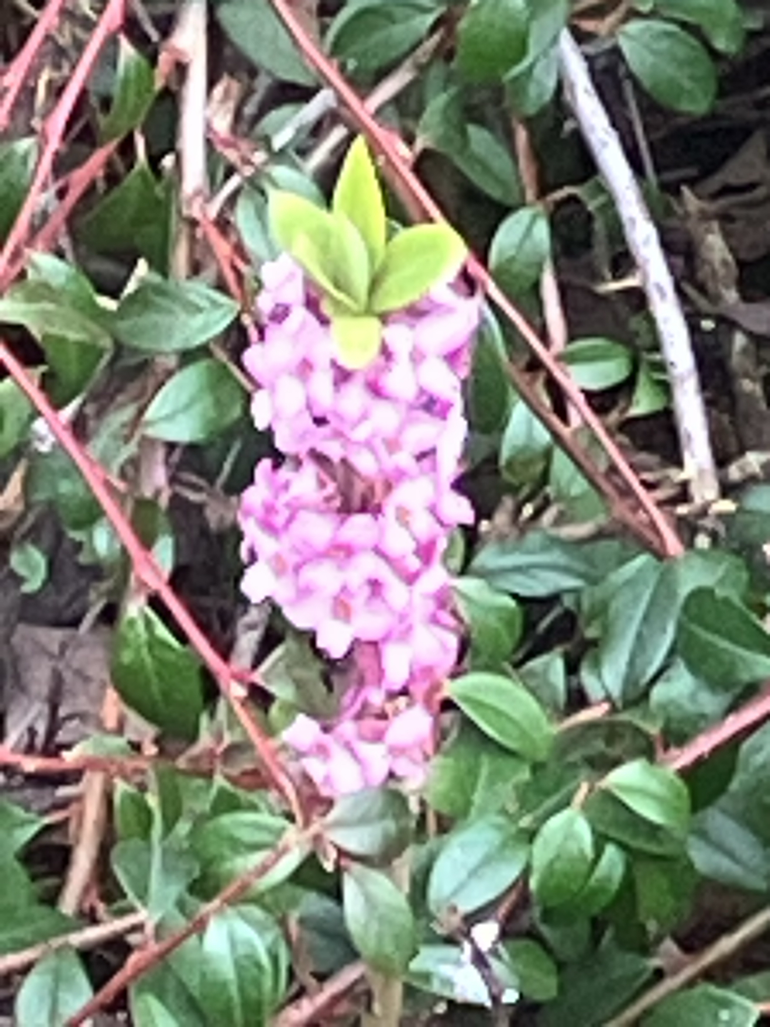 Photograph of Daphne
