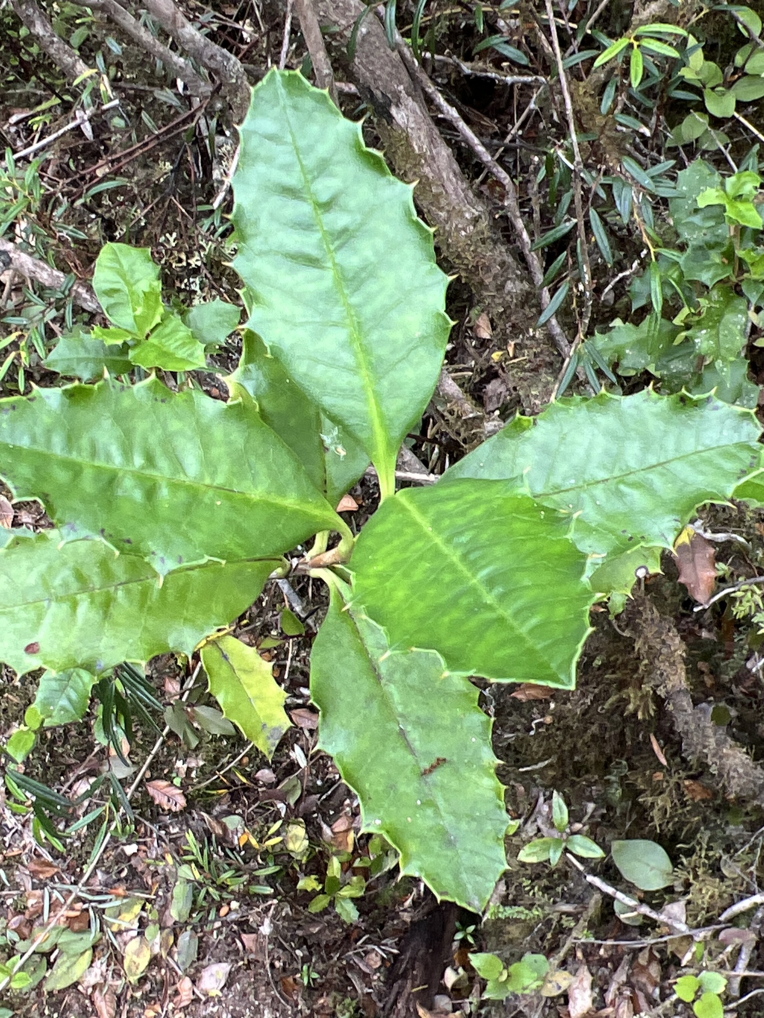 Photograph of Desfontainia