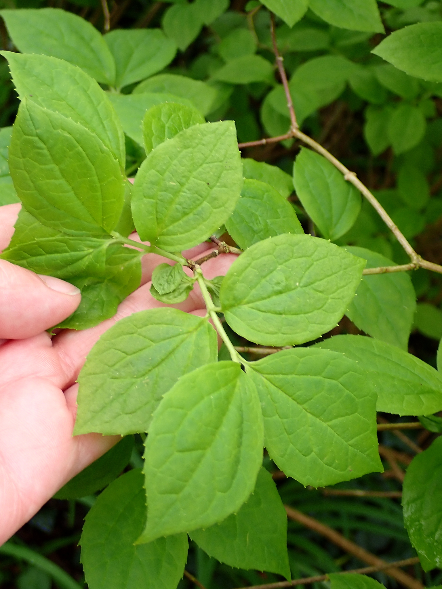 Photograph of Deutzia