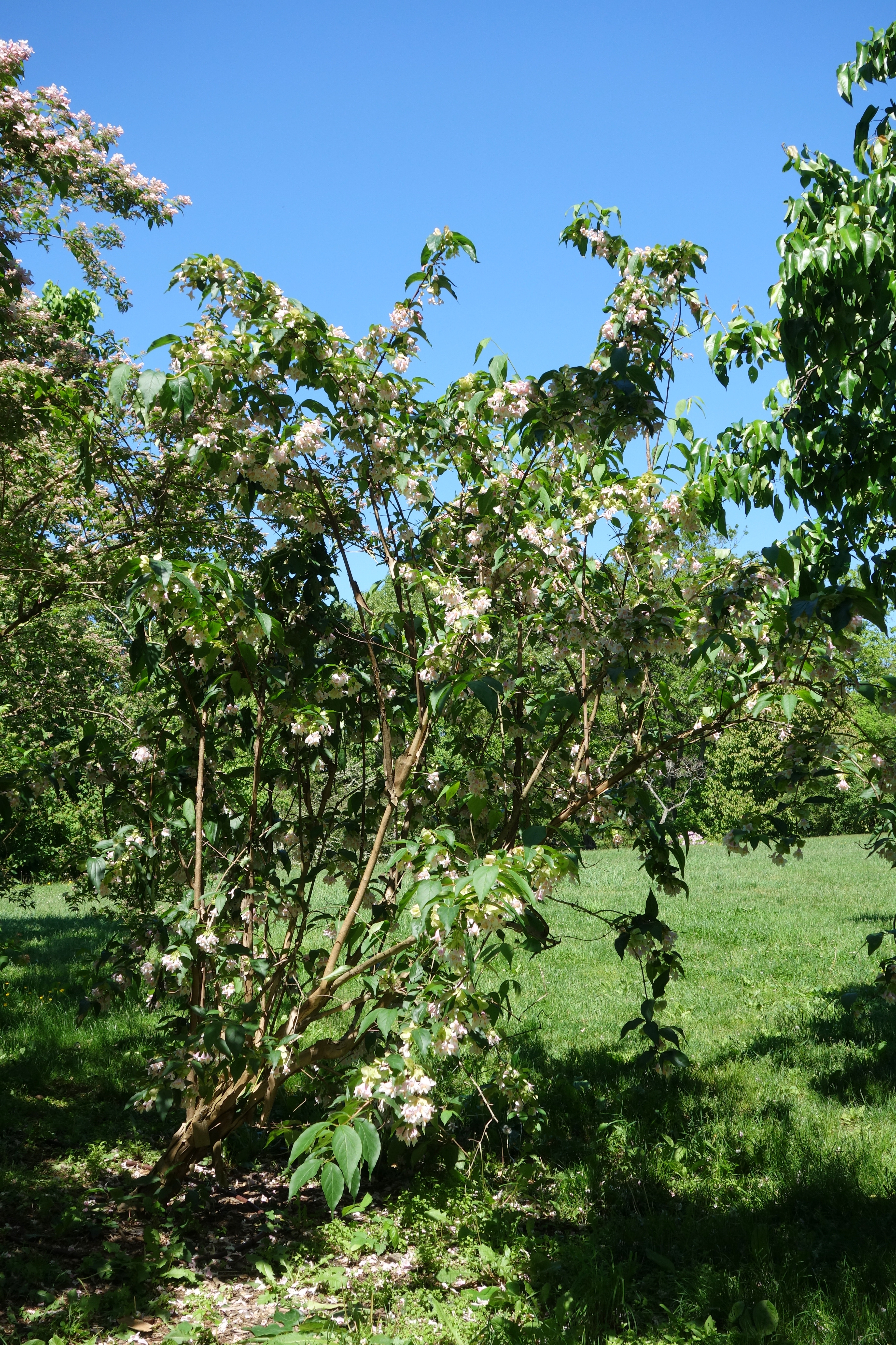 Photograph of Dipelta