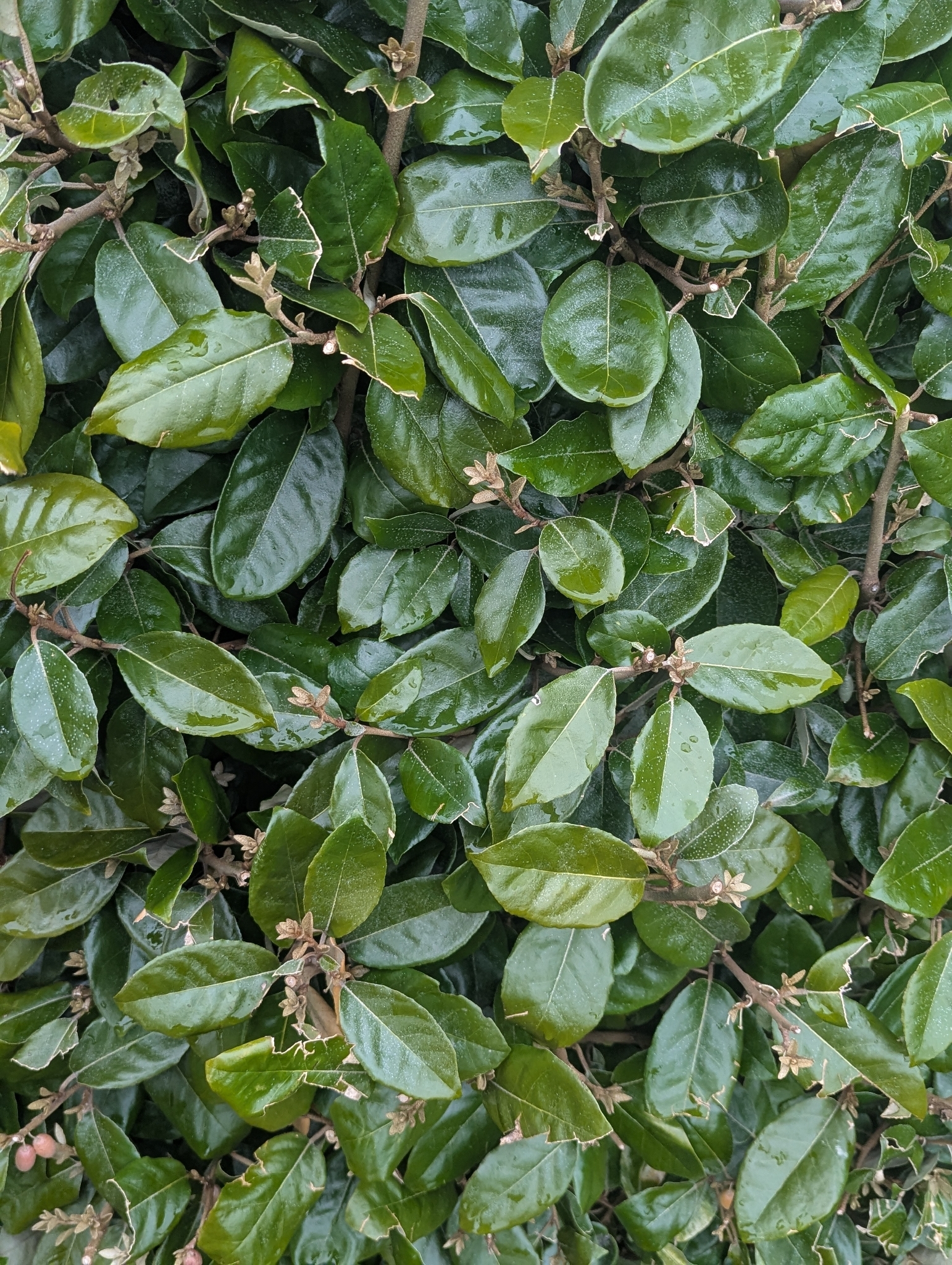 Photograph of Elaeagnus