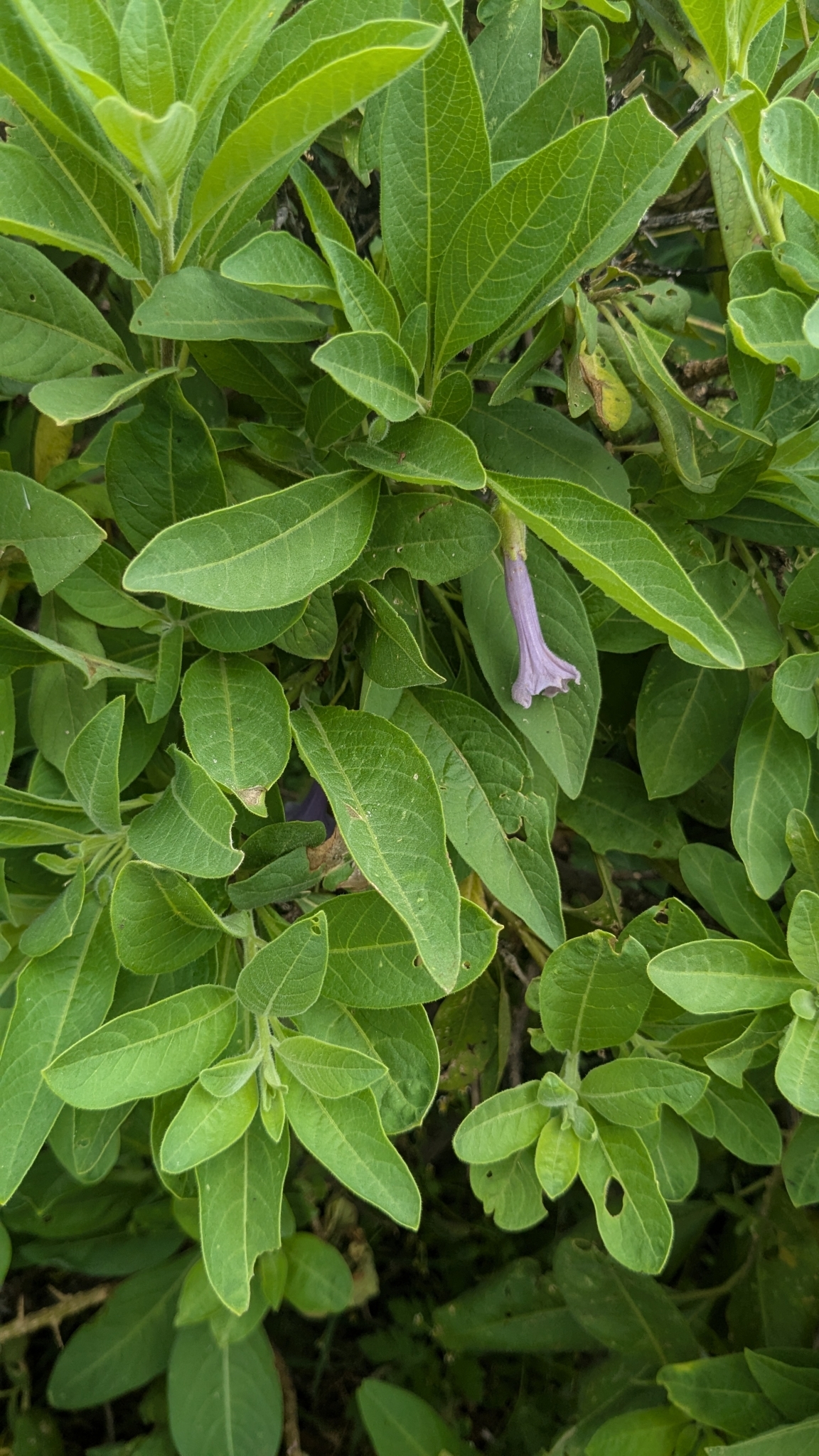 Photograph of Eriolarynx