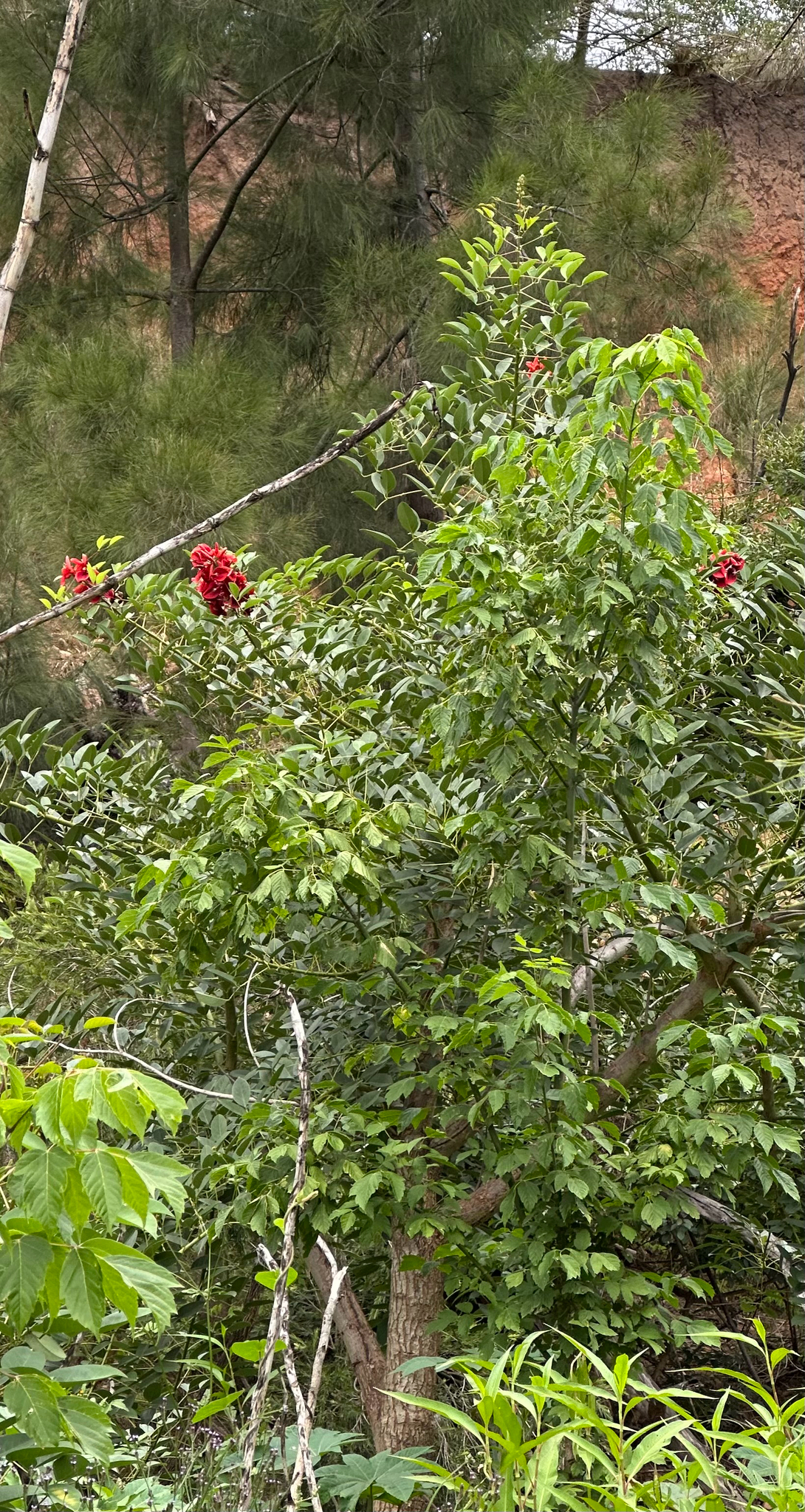 Photograph of Coral Tree