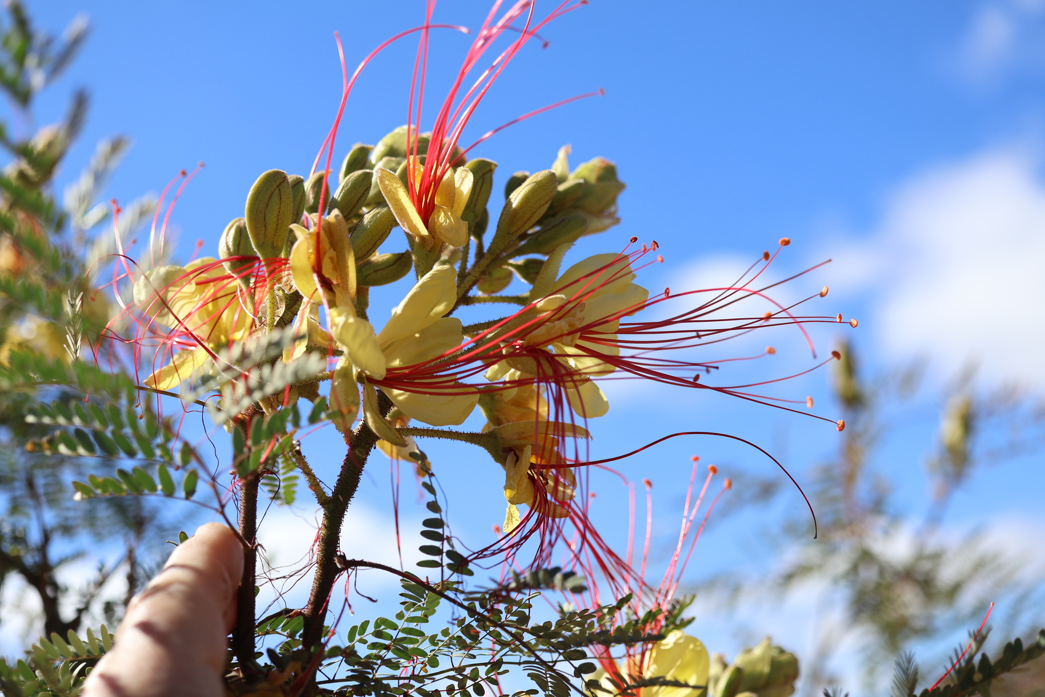 Photograph of Erythrostemon