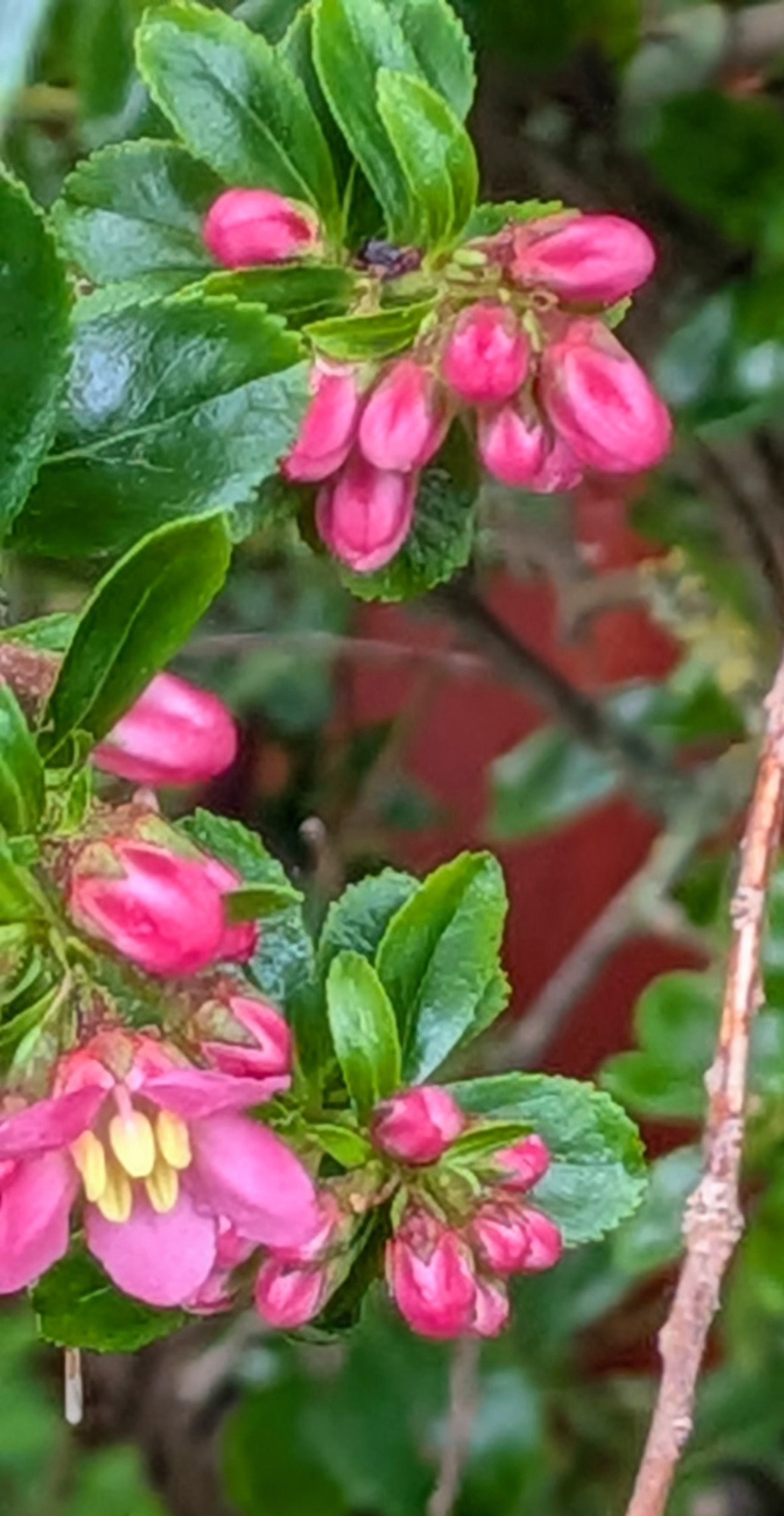 Photograph of Escallonia