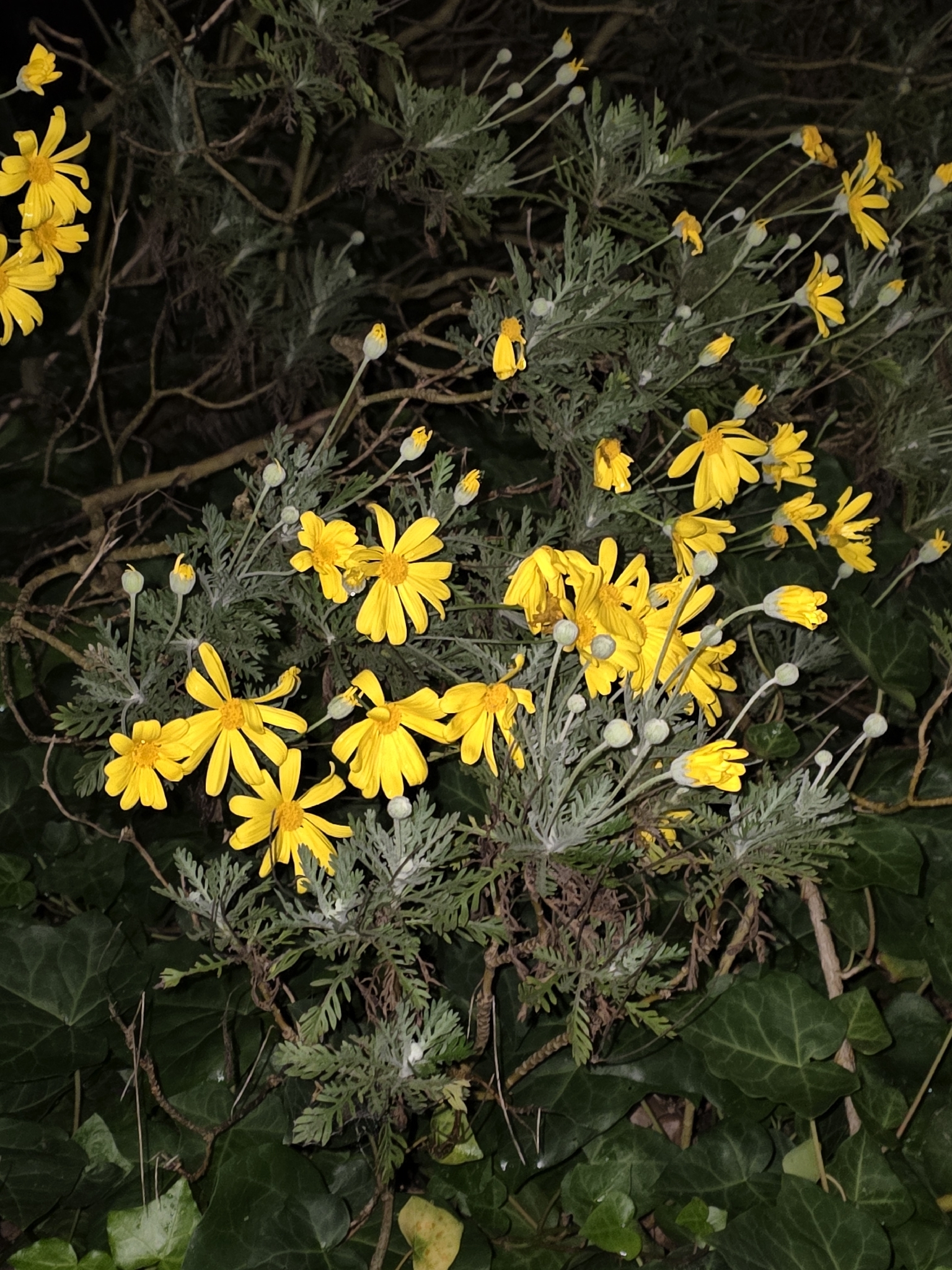 Photograph of Euryops