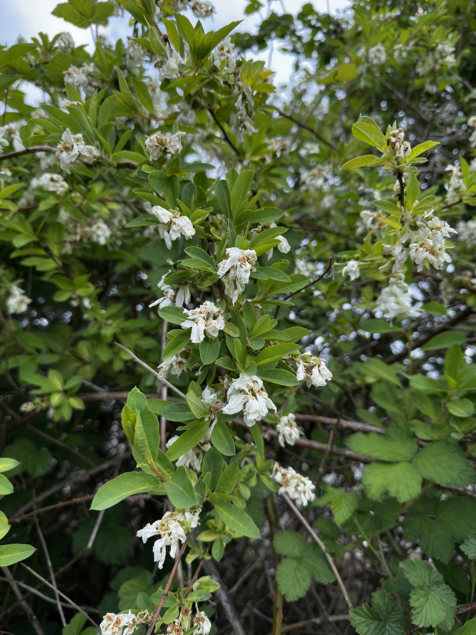 Photograph of Pearl Bush