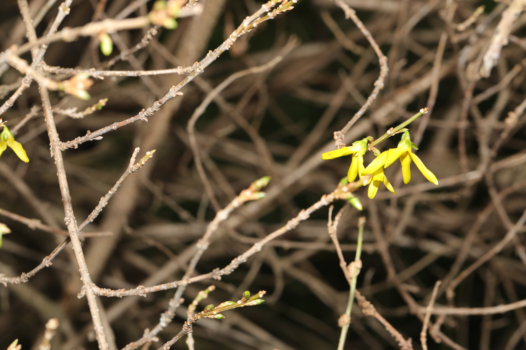 Photograph of Forsythia
