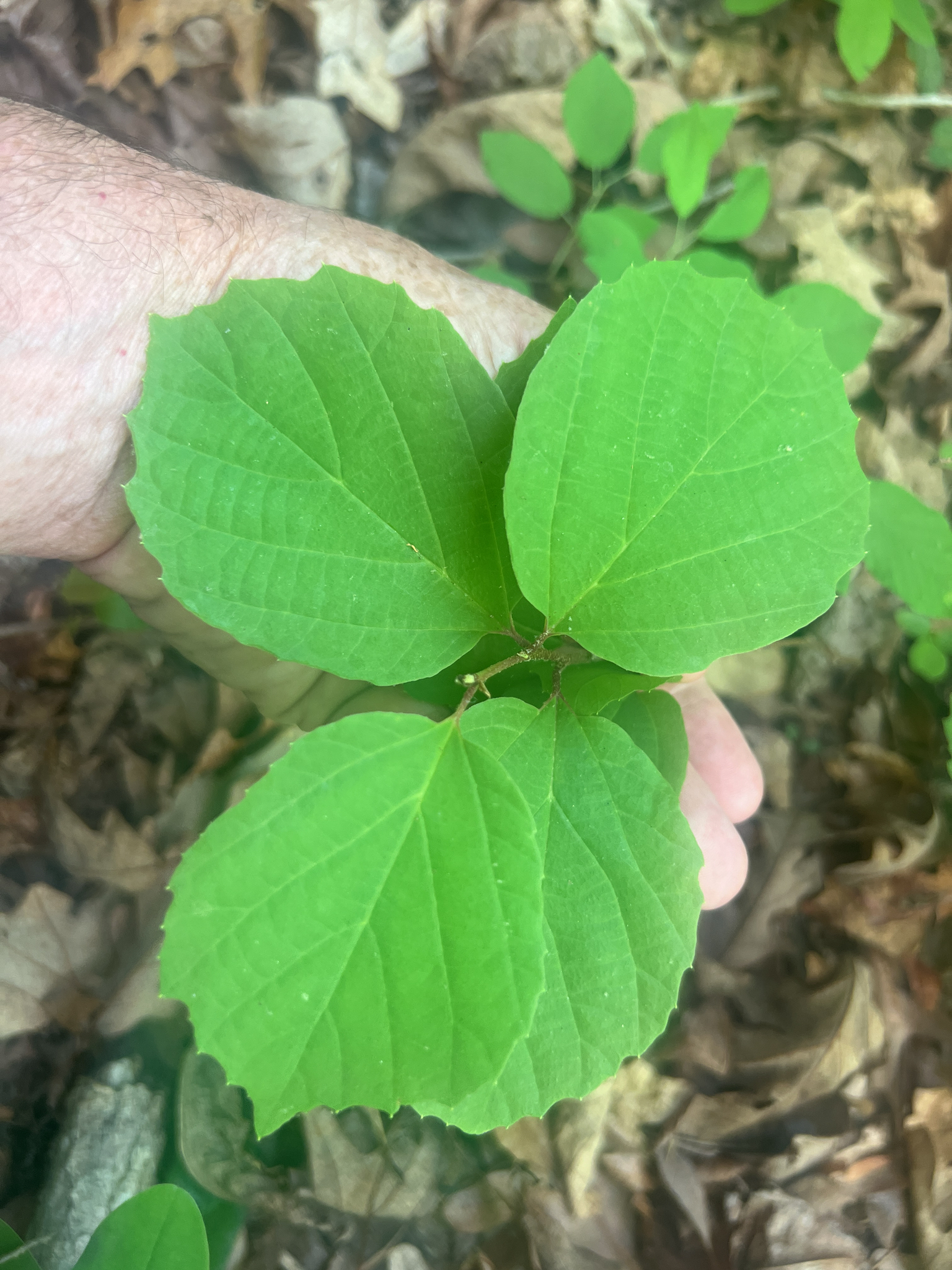 Photograph of Fothergilla