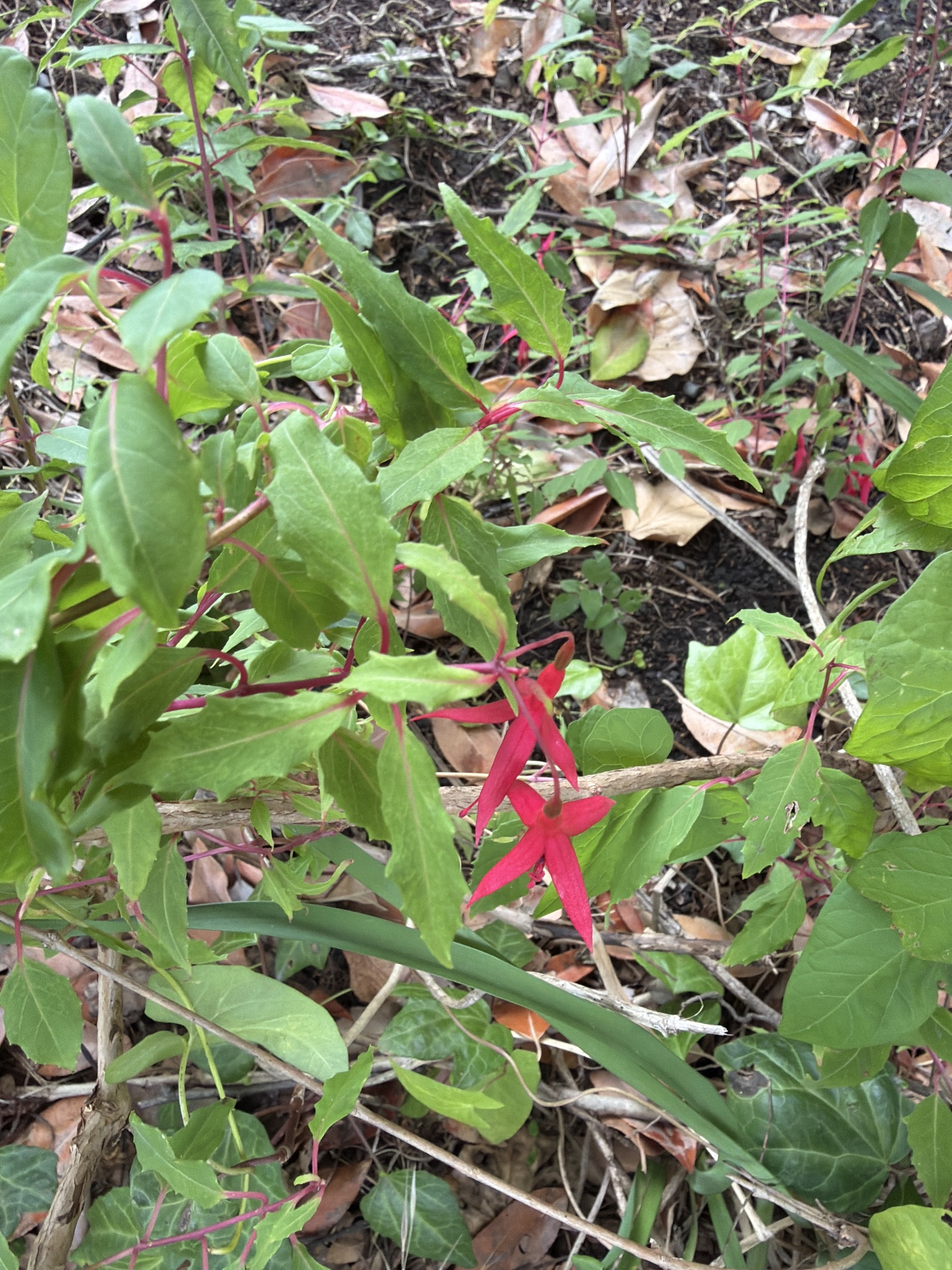 Photograph of Hardy Fuchsia