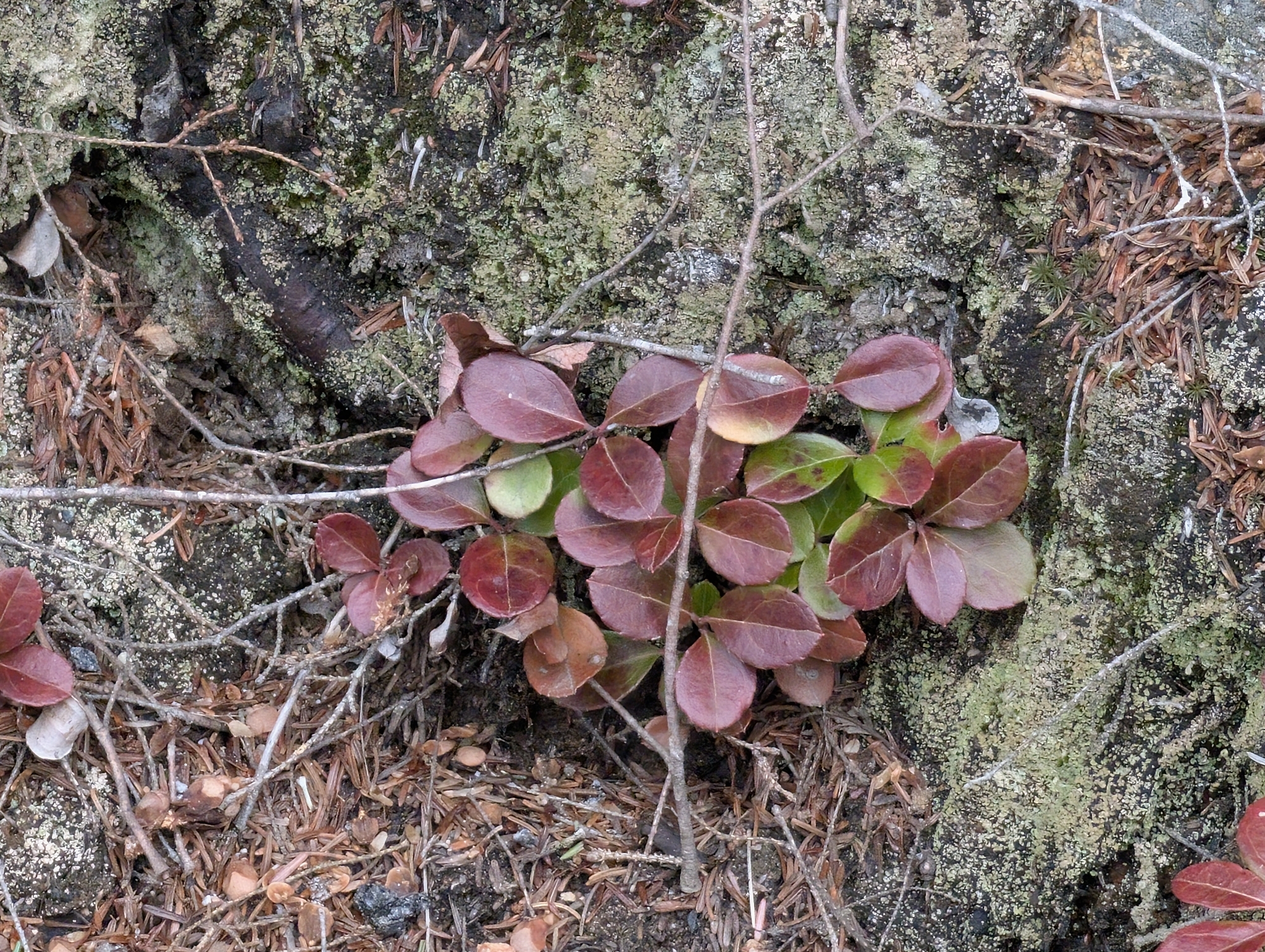 Photograph of Gaultheria
