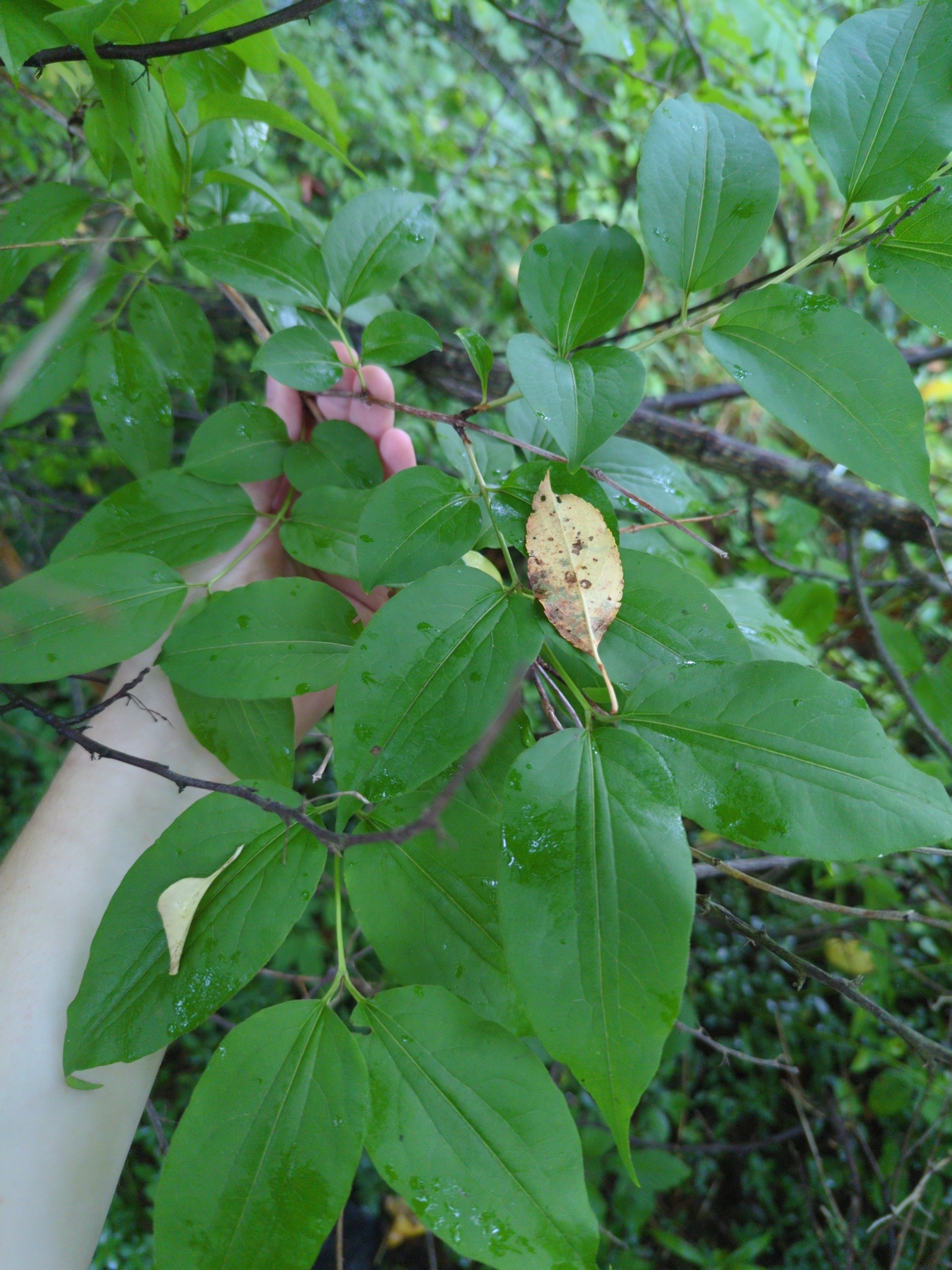 Photograph of Seven Son Flower