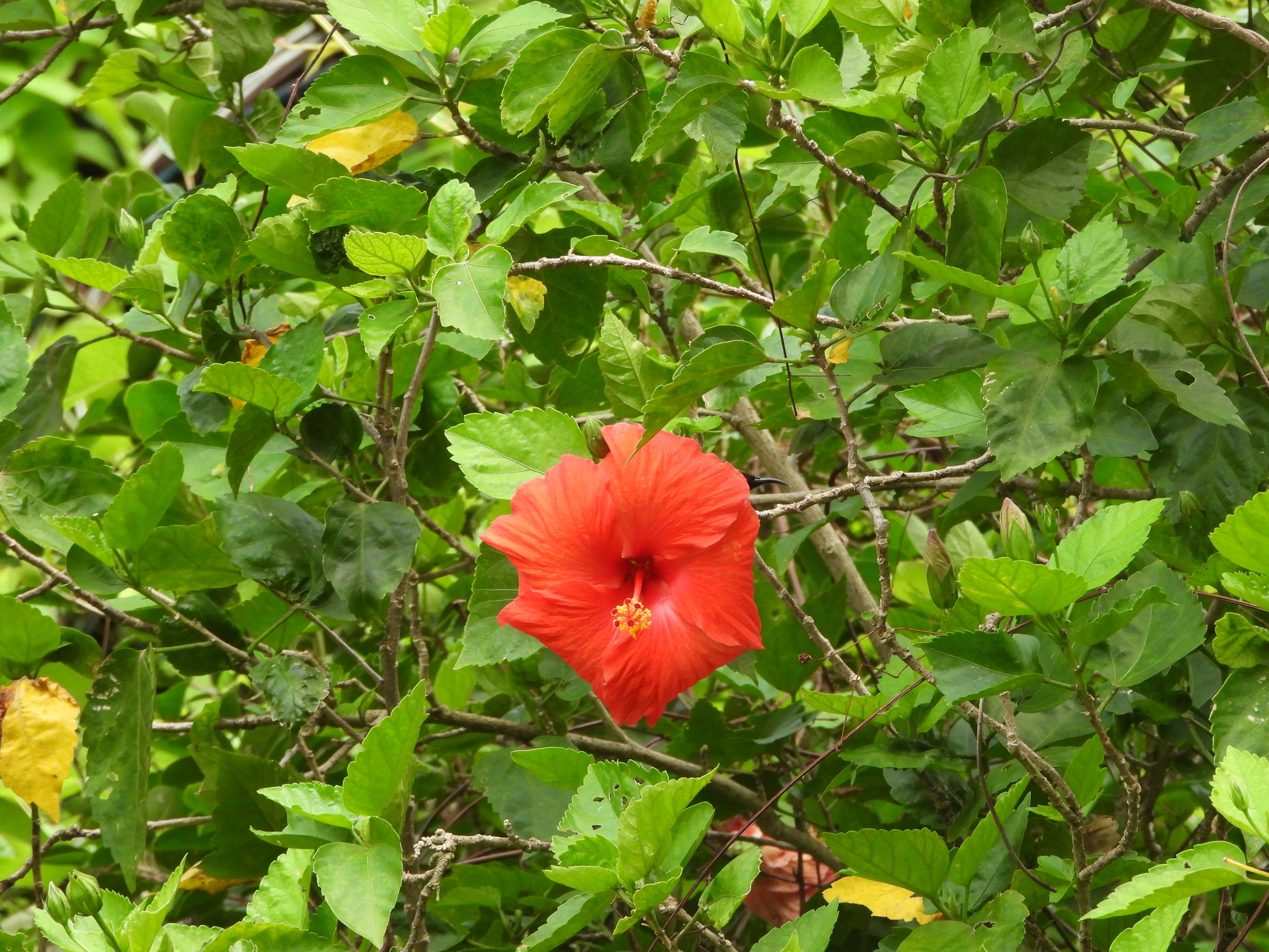 Photograph of Hibiscus