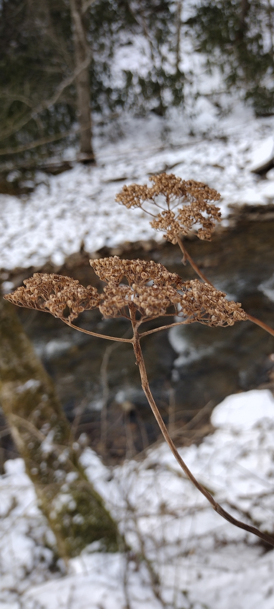 Photograph of Smooth Hydrangea