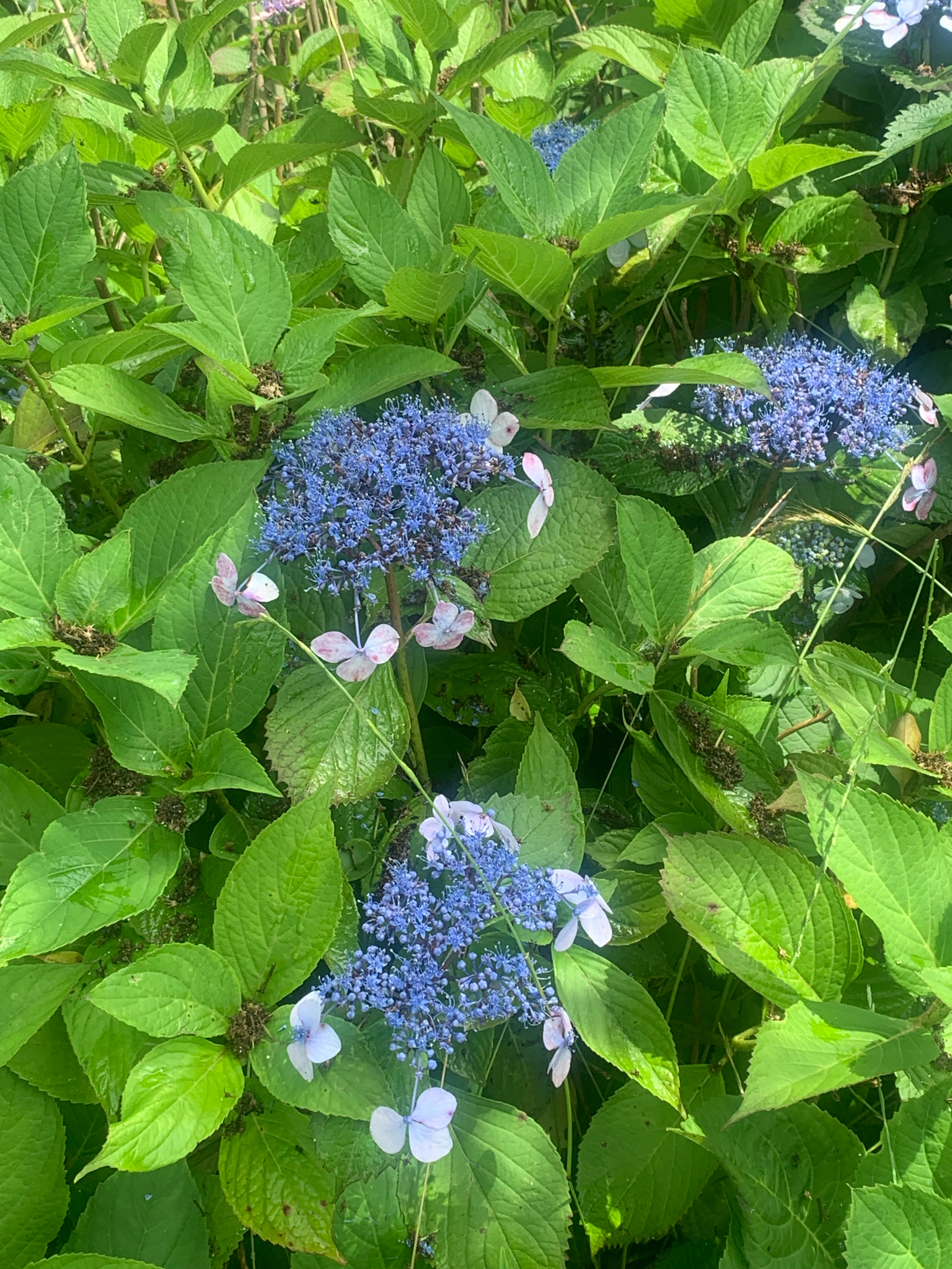 Photograph of Lacecap Hydrangea