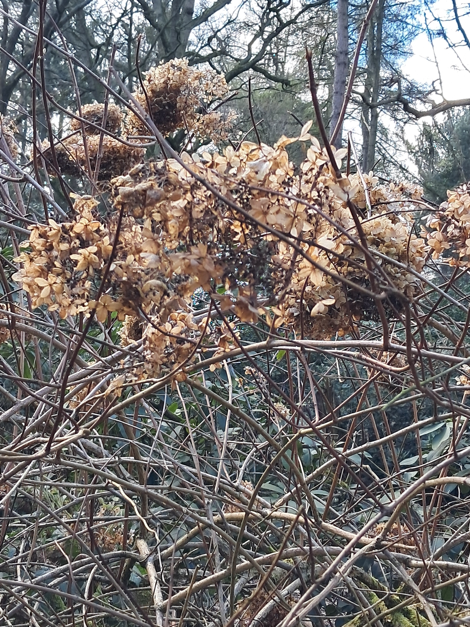 Photograph of Mophead Hydrangea