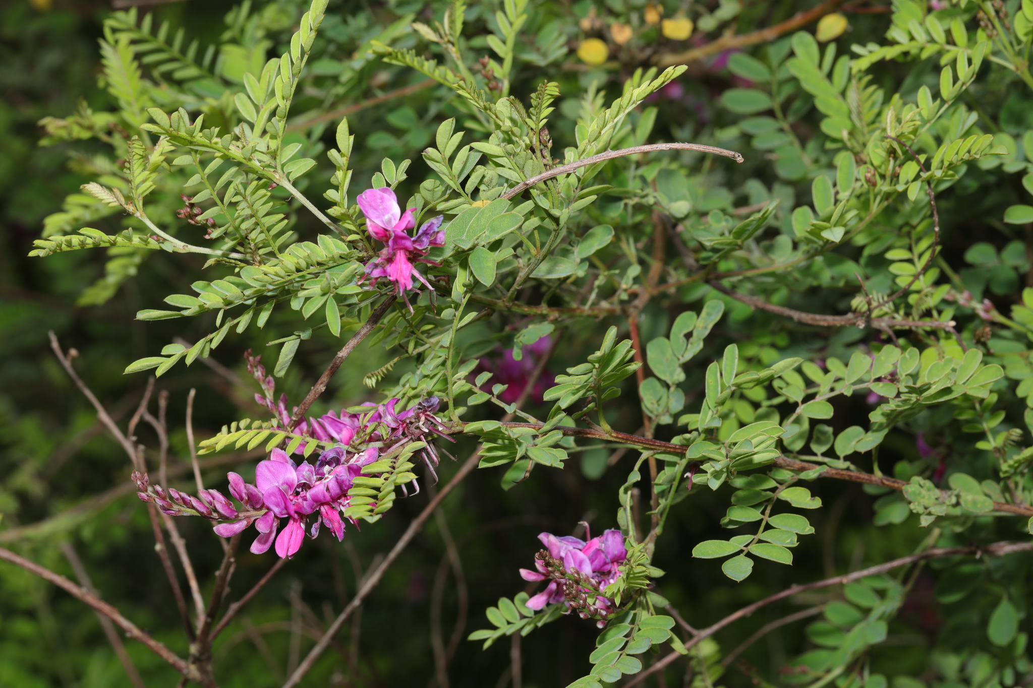 Photograph of Indigofera