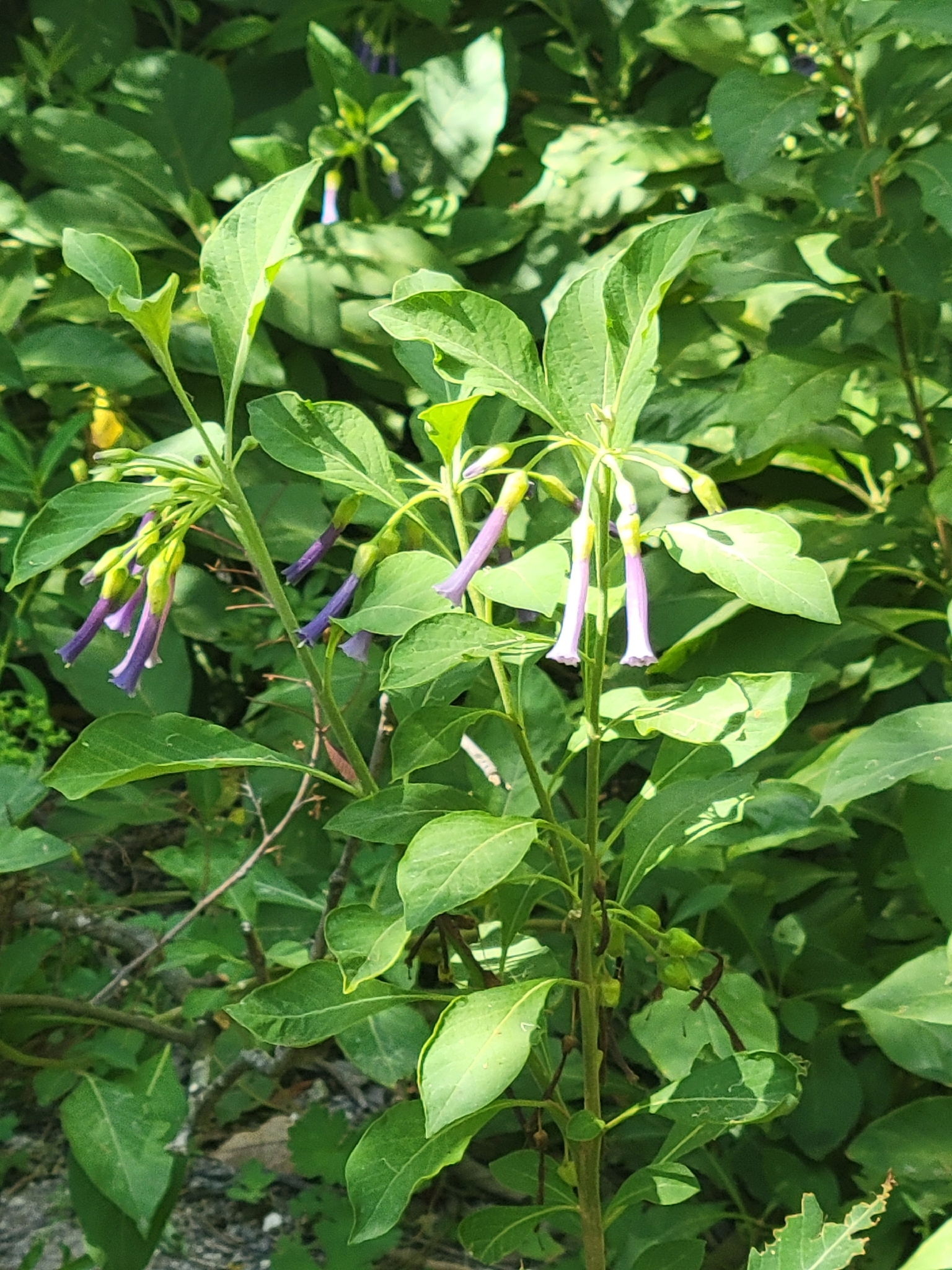 Photograph of Iochroma