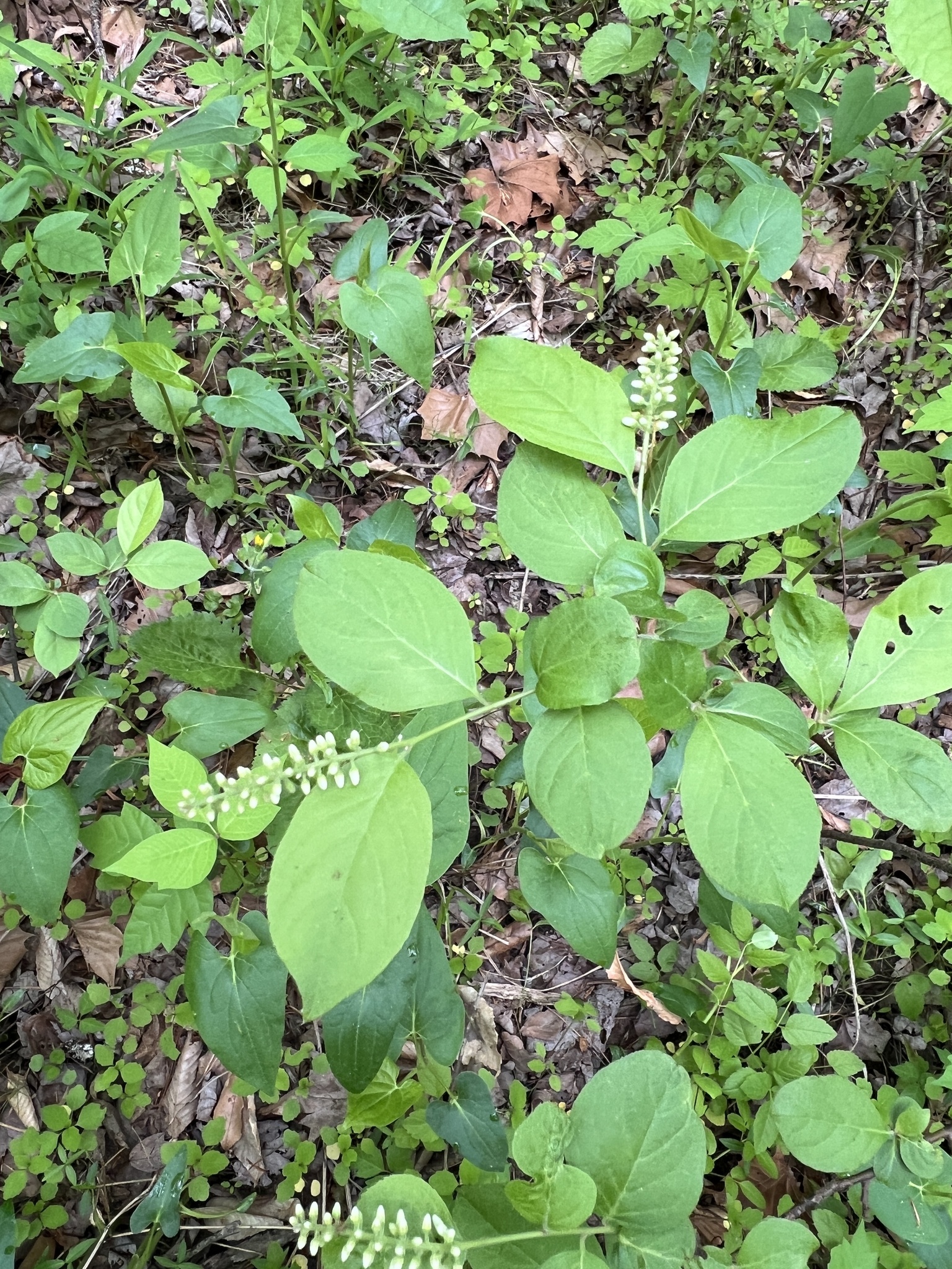 Photograph of Itea