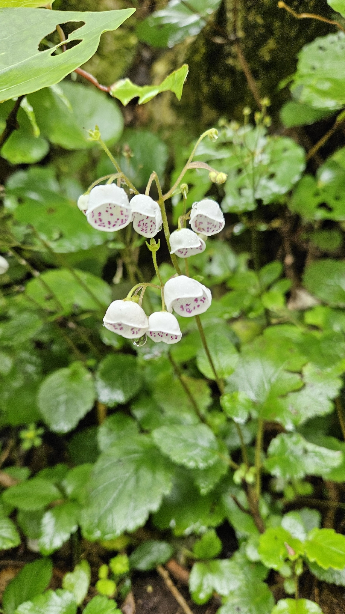 Photograph of Jovellana