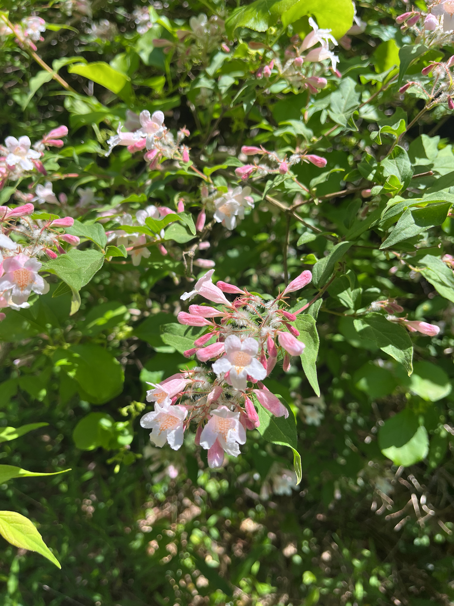 Photograph of Beauty Bush