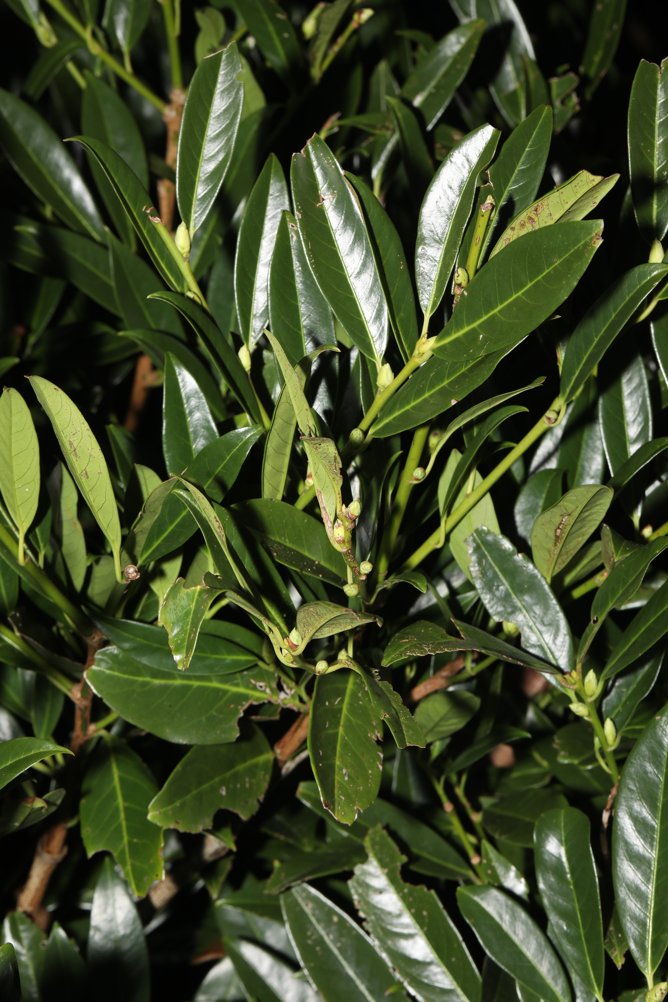 Photograph of Cherry Laurel