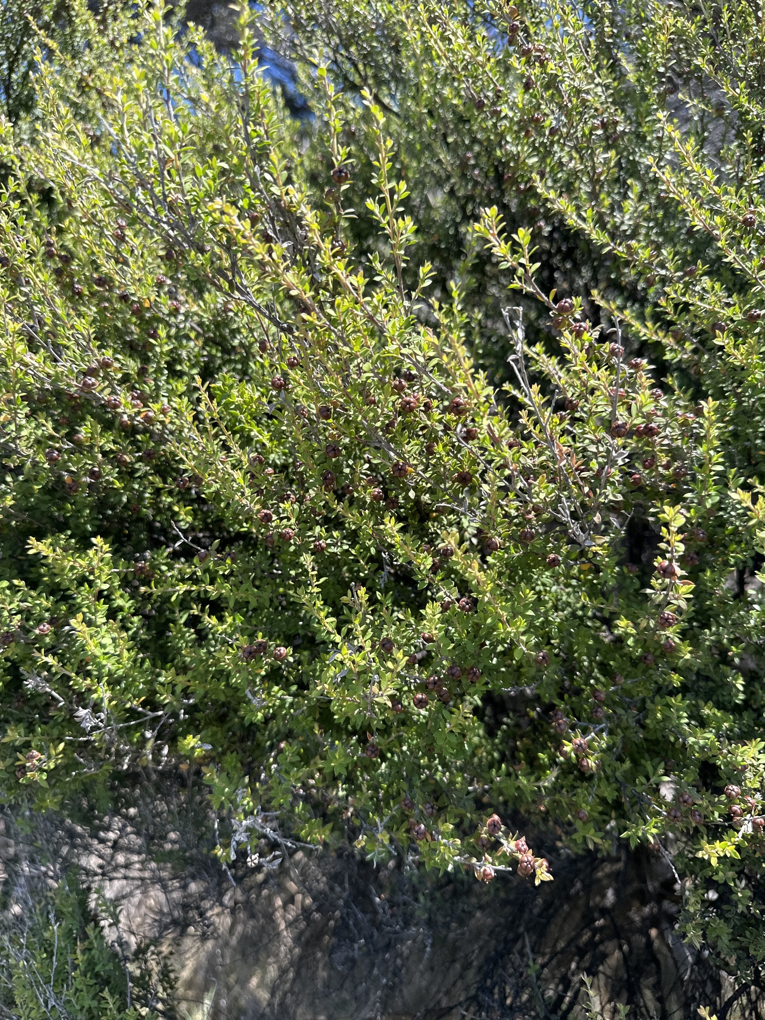 Photograph of Leptospermum