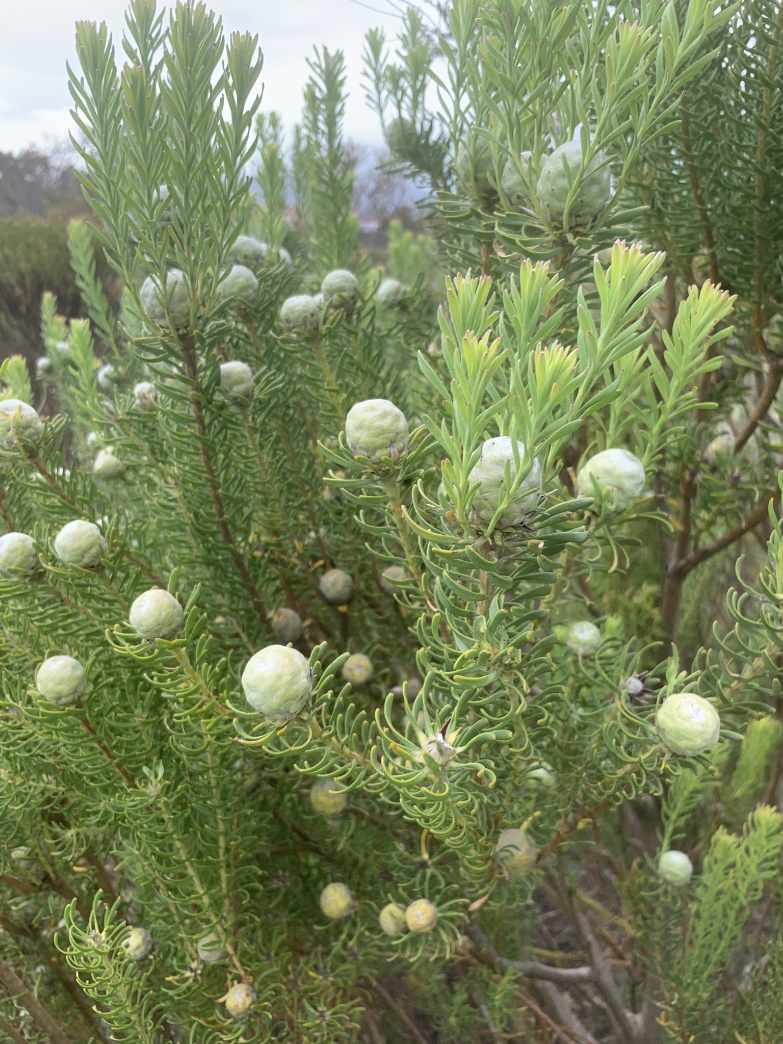 Photograph of Leucadendron