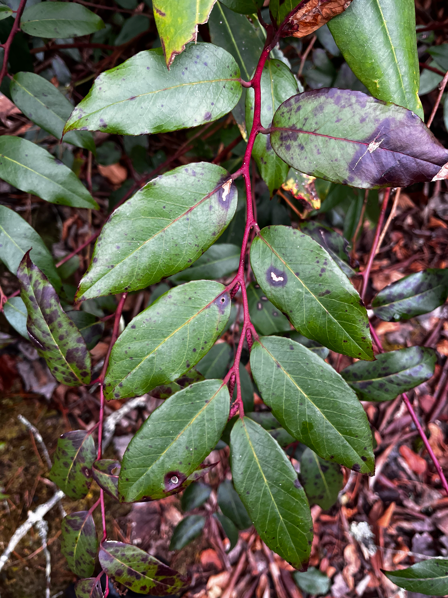 Photograph of Leucothoe