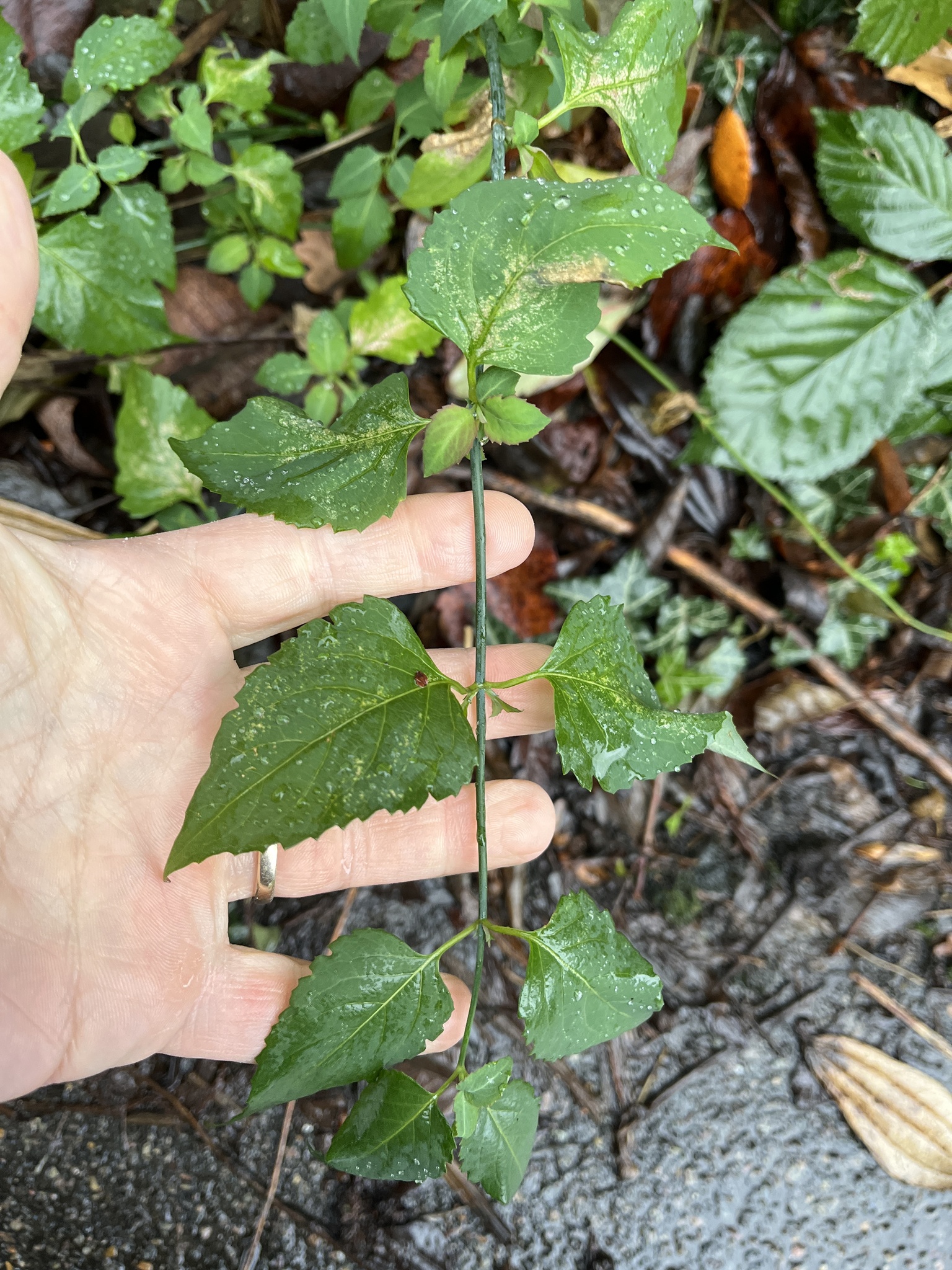 Photograph of Himalayan Honeysuckle