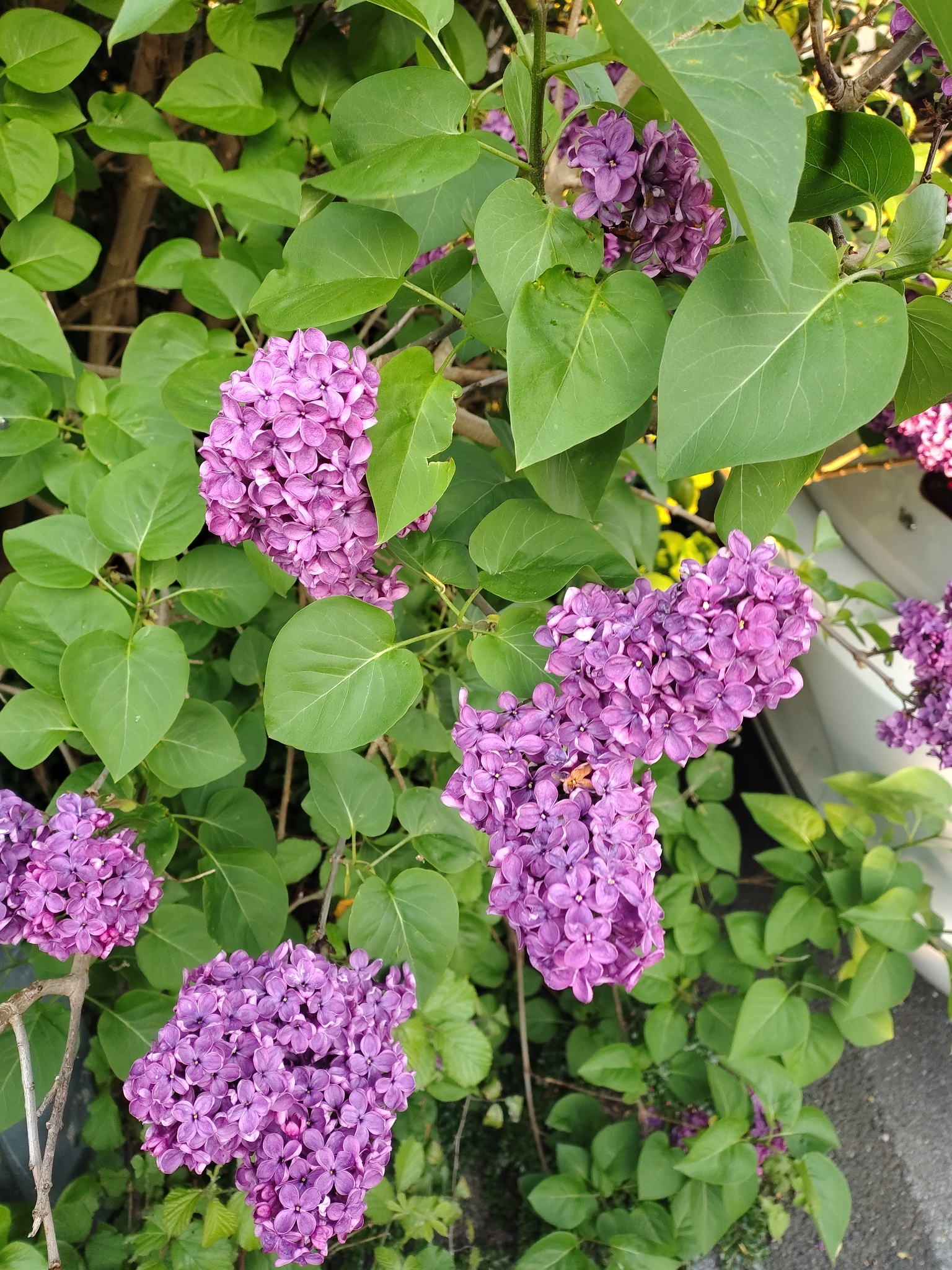 Photograph of Lilac