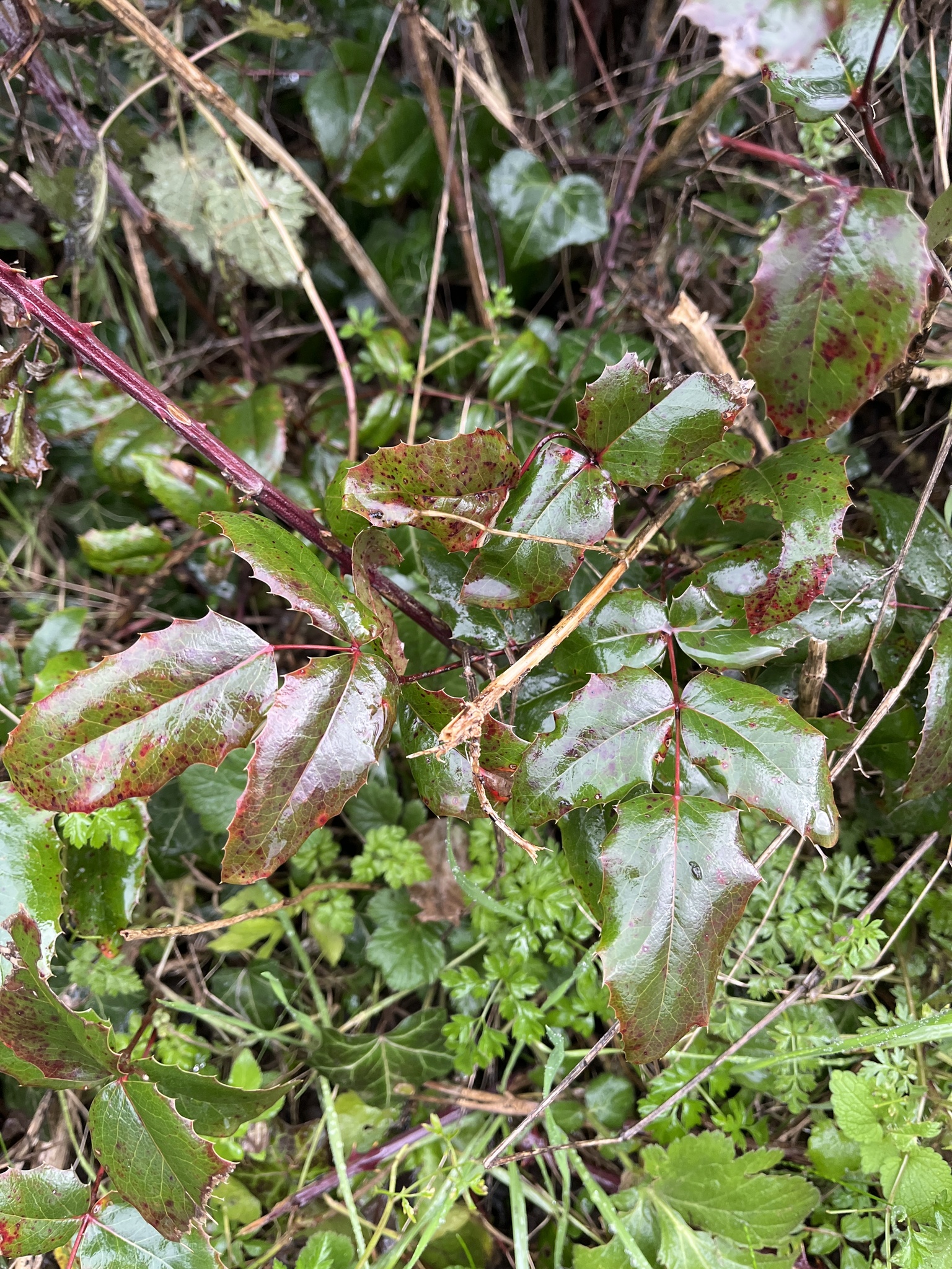 Photograph of Mahonia