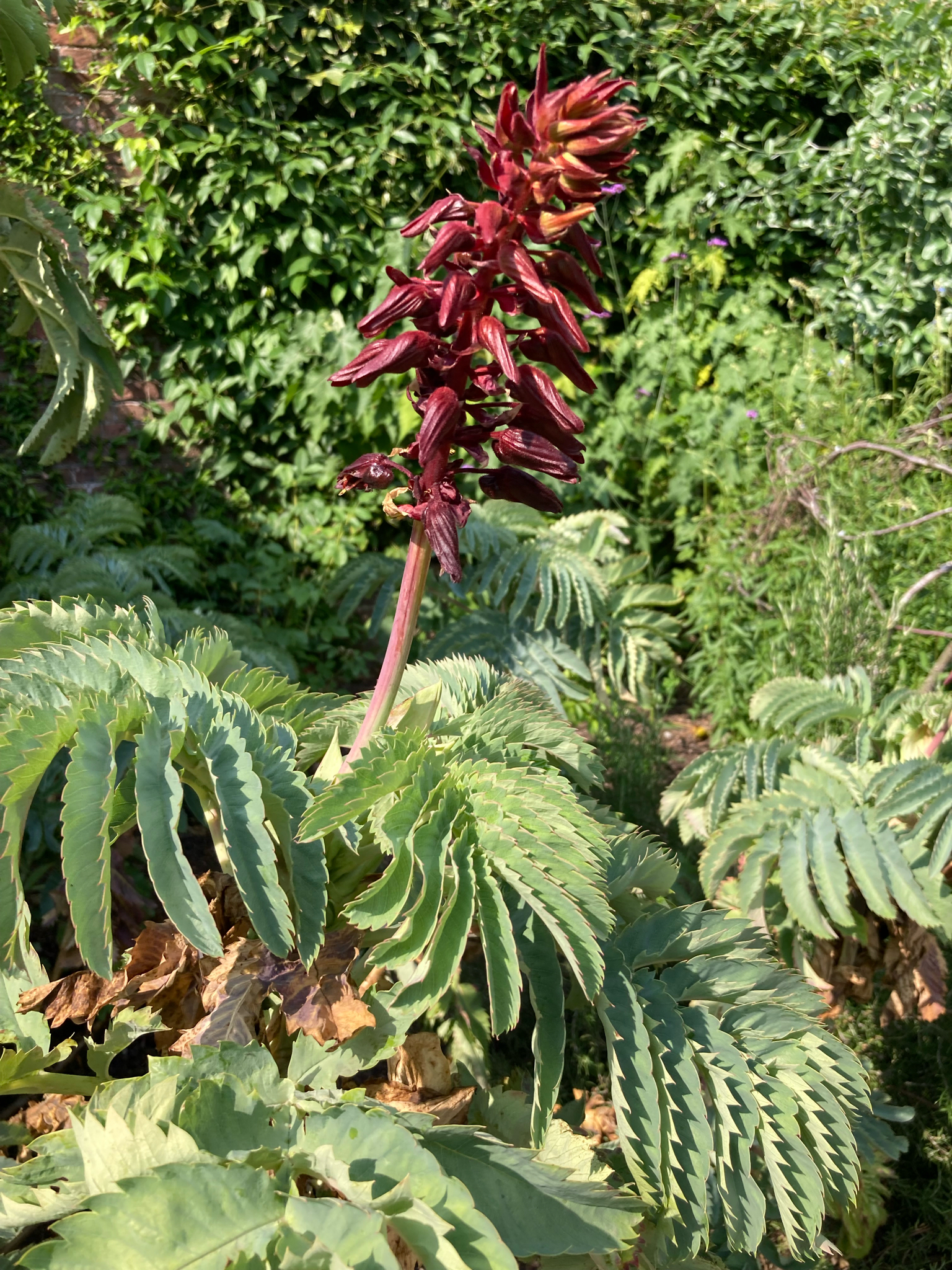 Photograph of Honey Bush