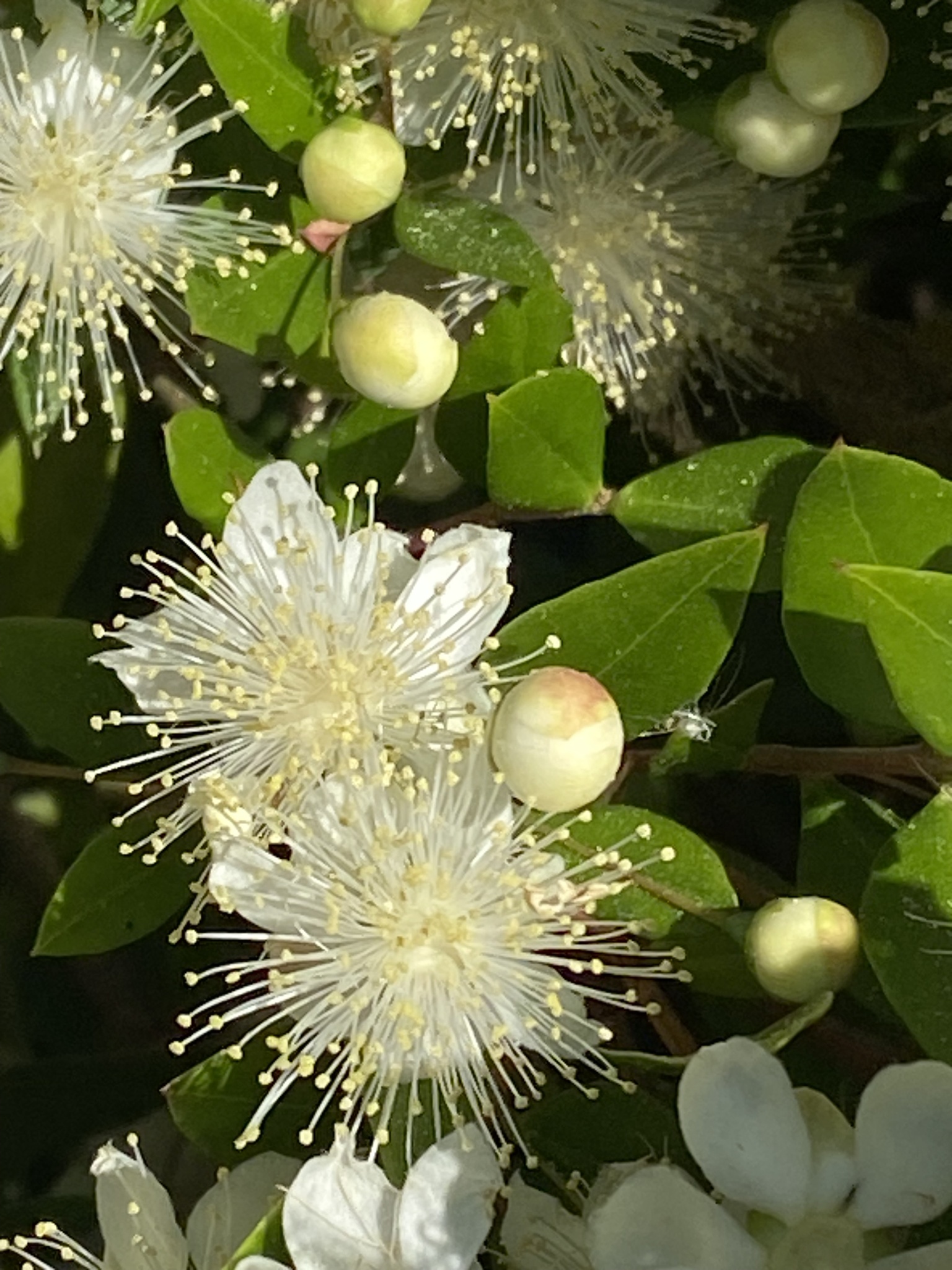 Photograph of Myrtle