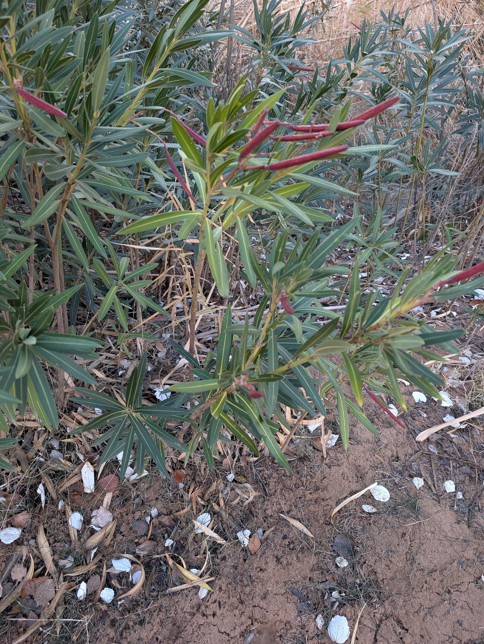 Photograph of Oleander