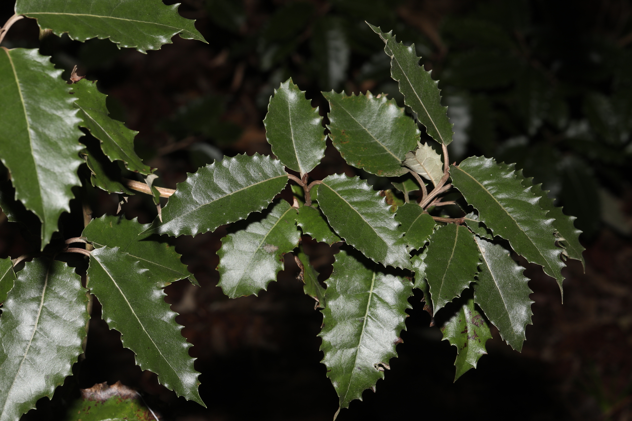 Photograph of Daisy Bush